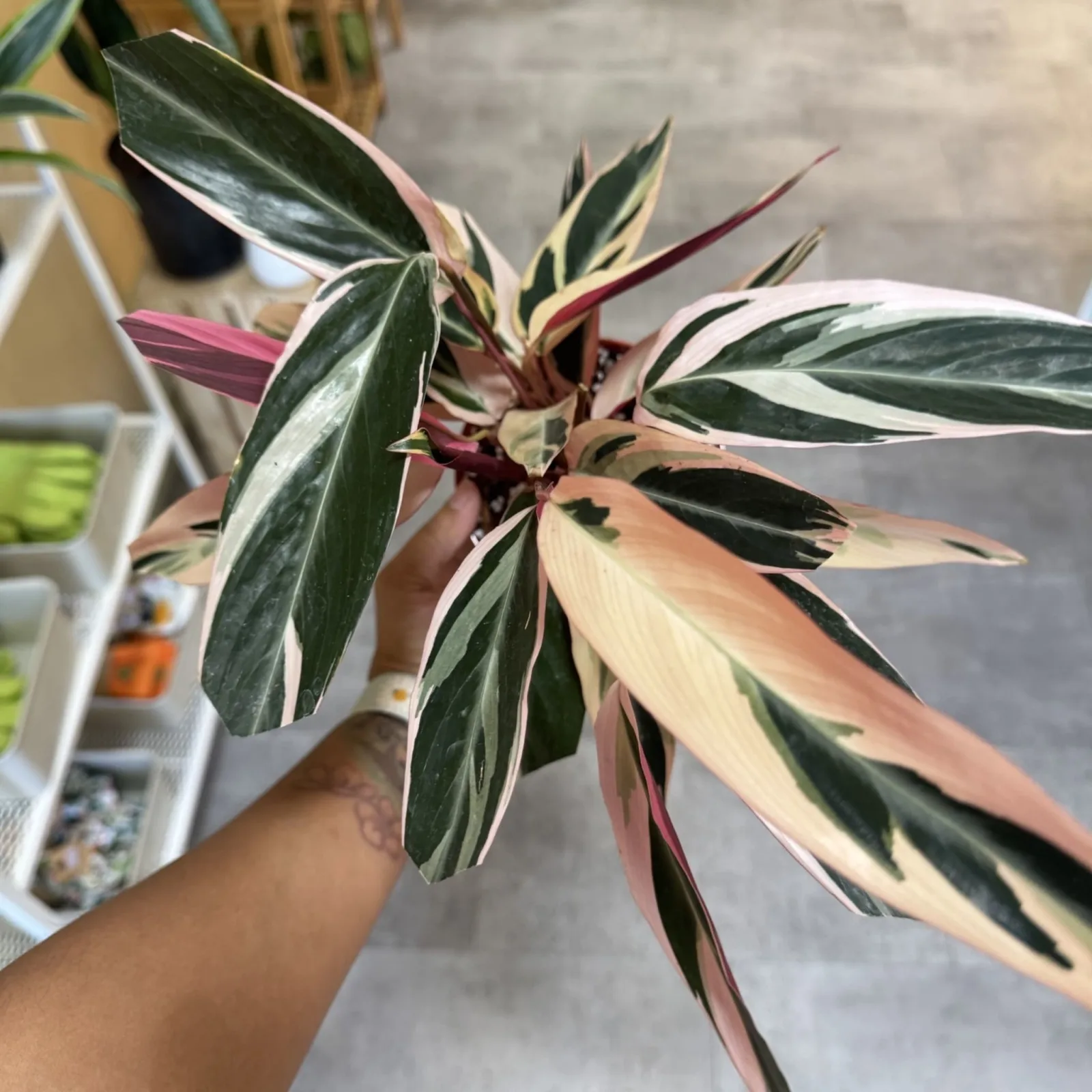 Stromanthe Triostar houseplant with variegated green, cream, and pink striped leaves held in hand.