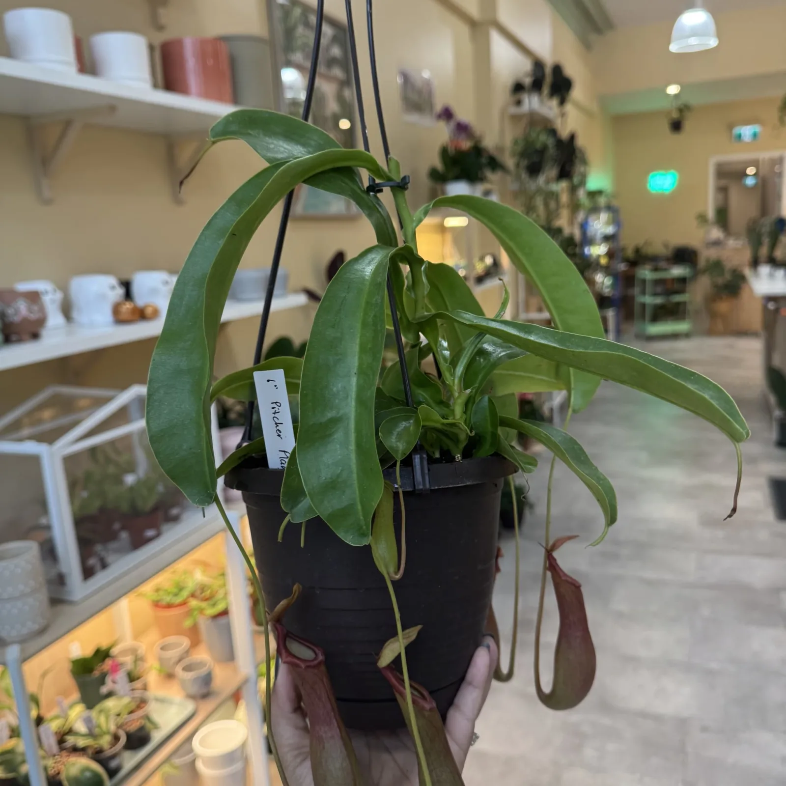 Nepenthes Pitcher Plant 6" Pot with green leaves and hanging pitchers in black container