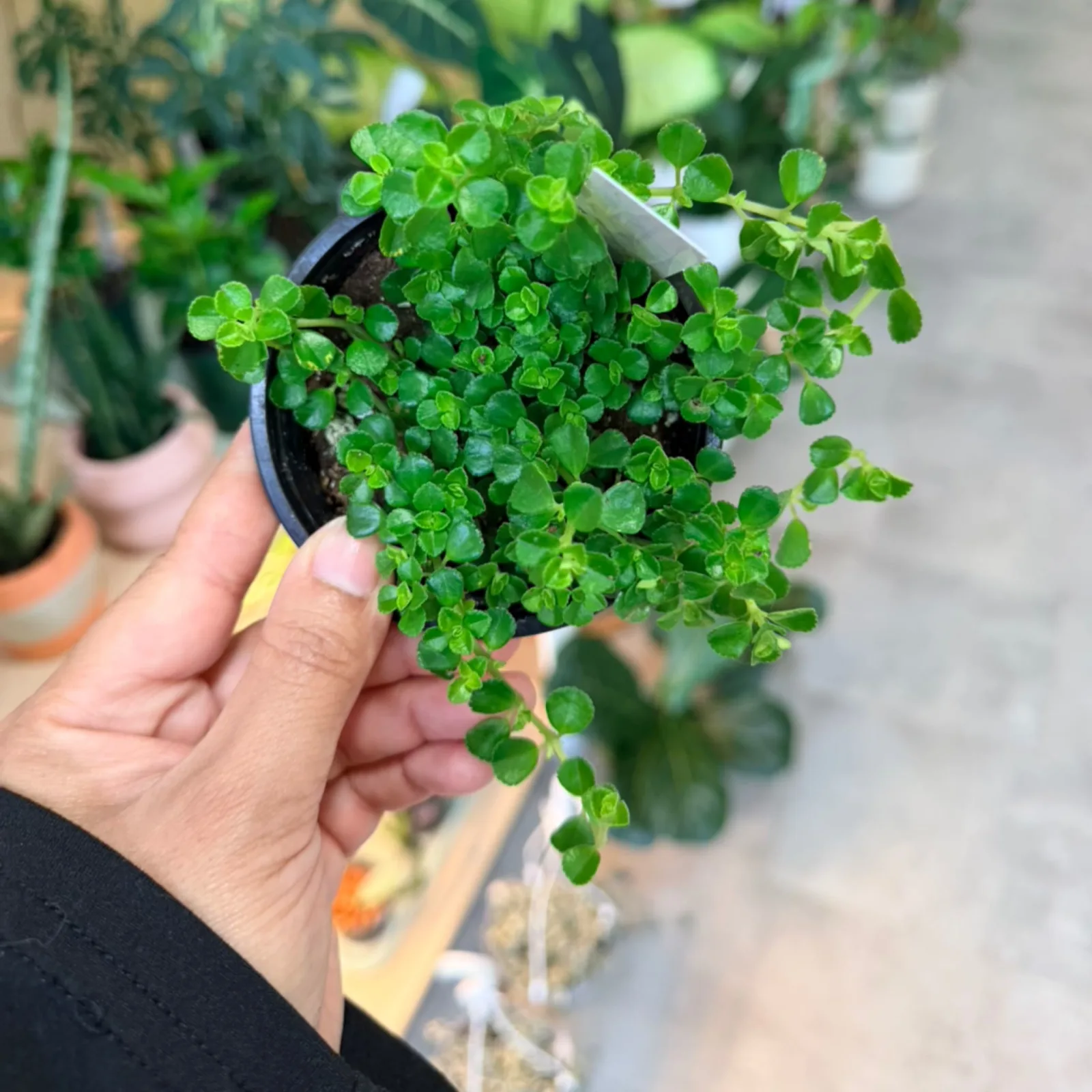 Pilea Depressa Baby Tears houseplant with delicate green leaves in black pot, hand-held.