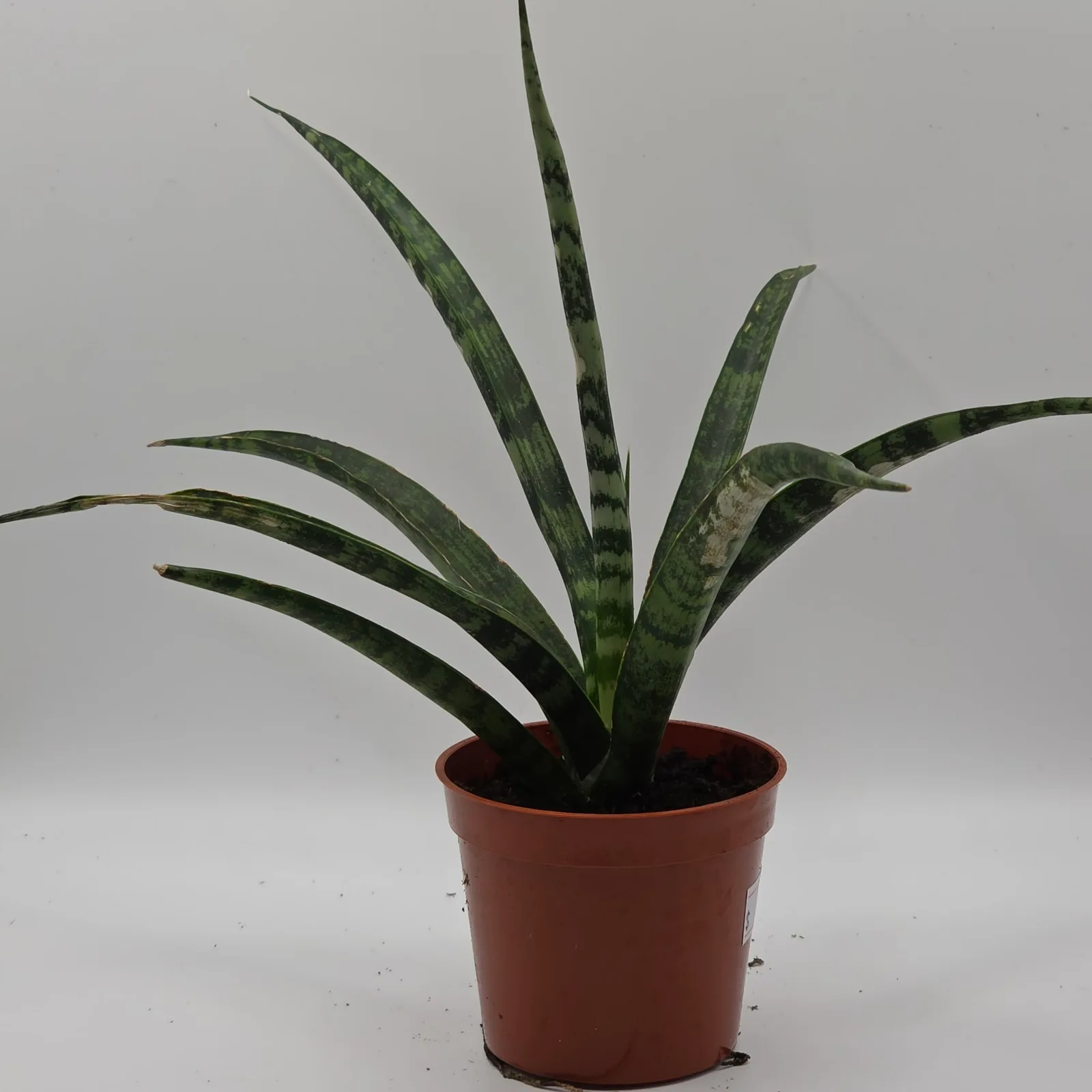 Sansevieria Assorted 2.5" — image 2