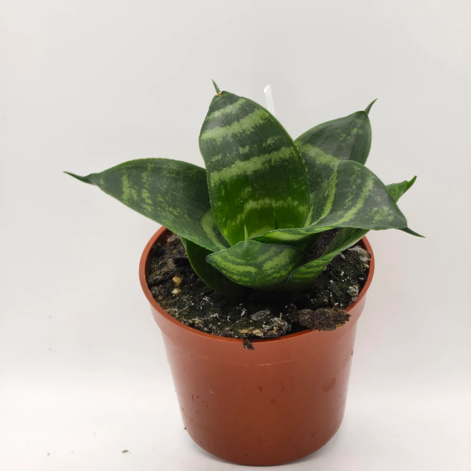 Sansevieria Assorted 2.5" — image 3