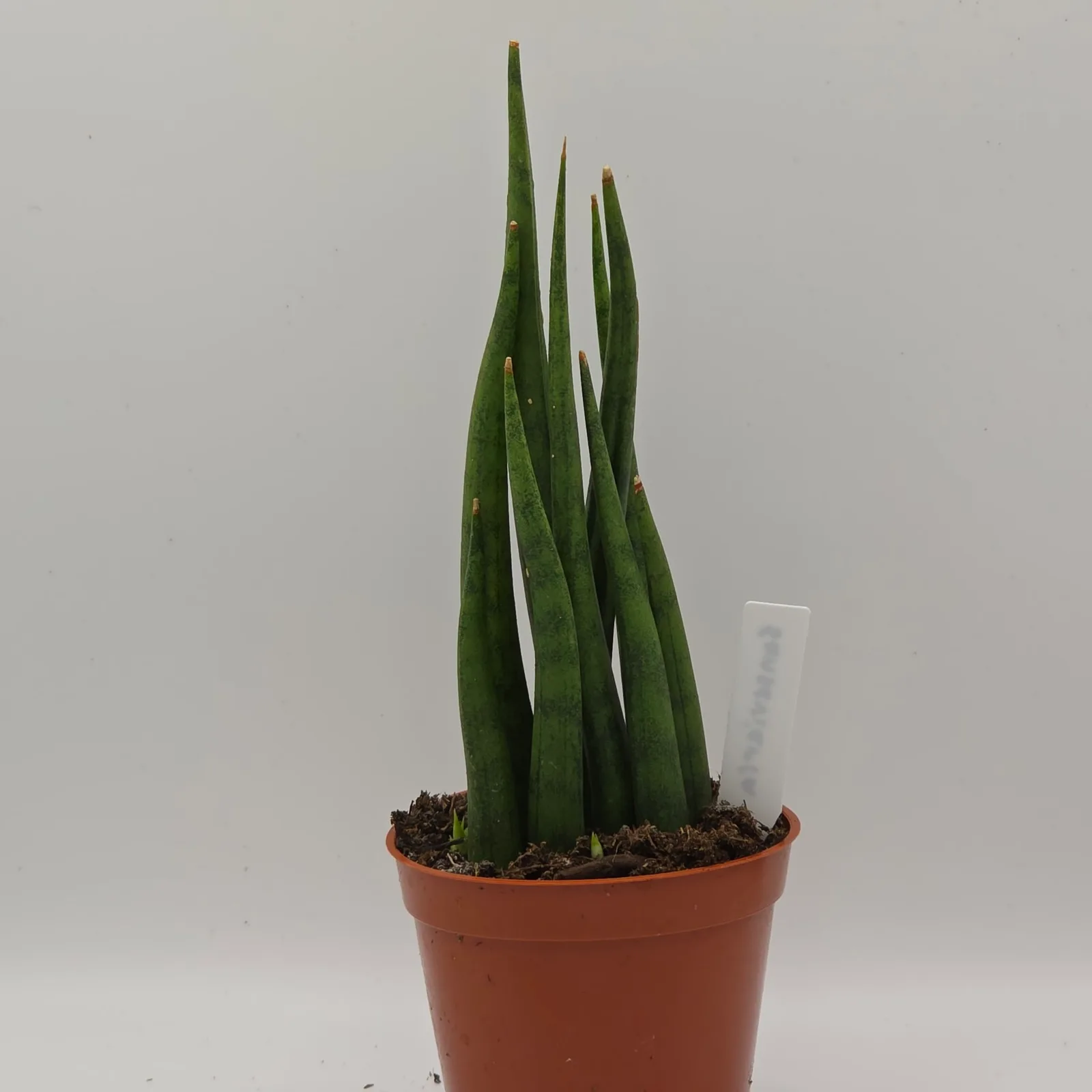 Sansevieria Assorted 2.5" — image 4