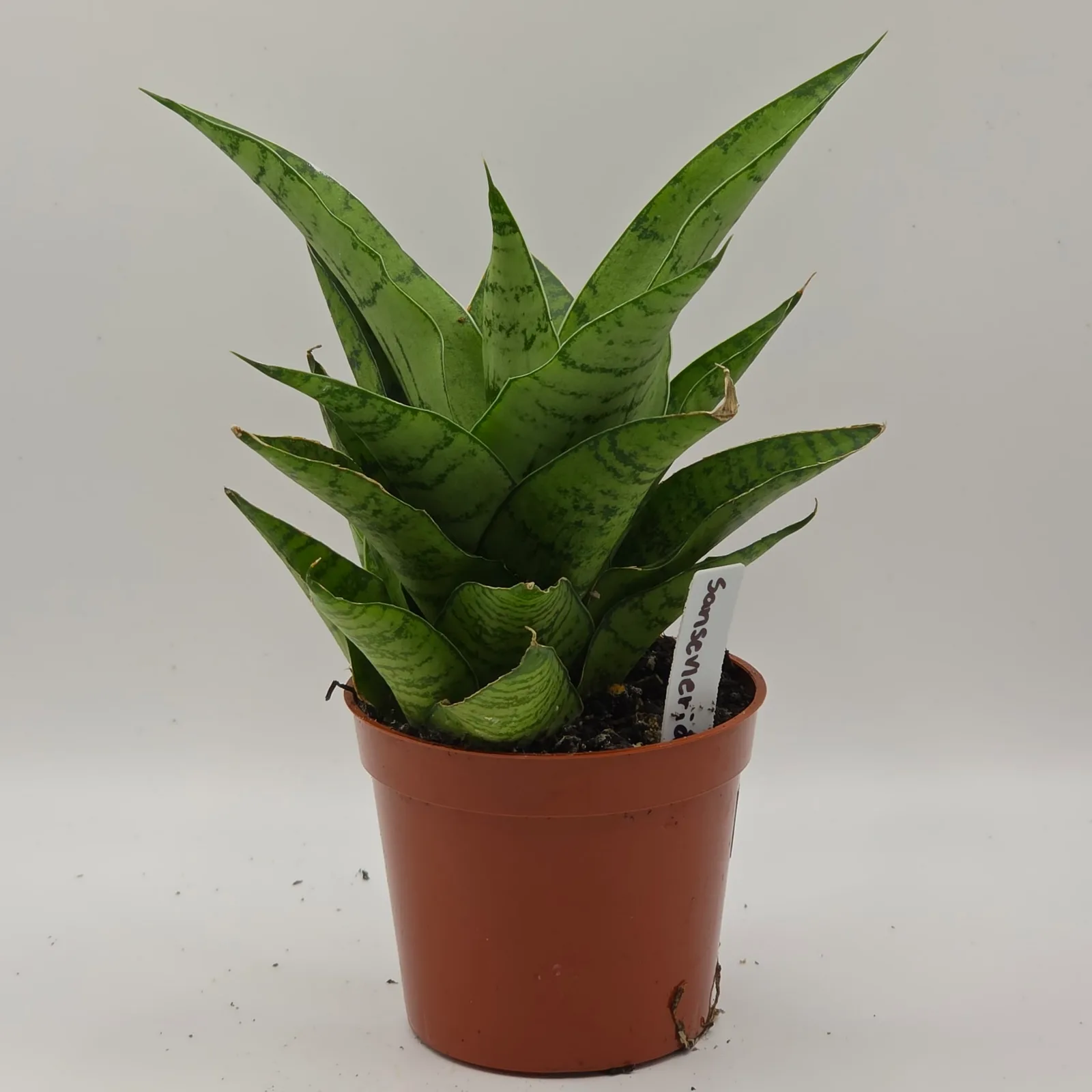 Sansevieria Assorted 2.5" — image 5