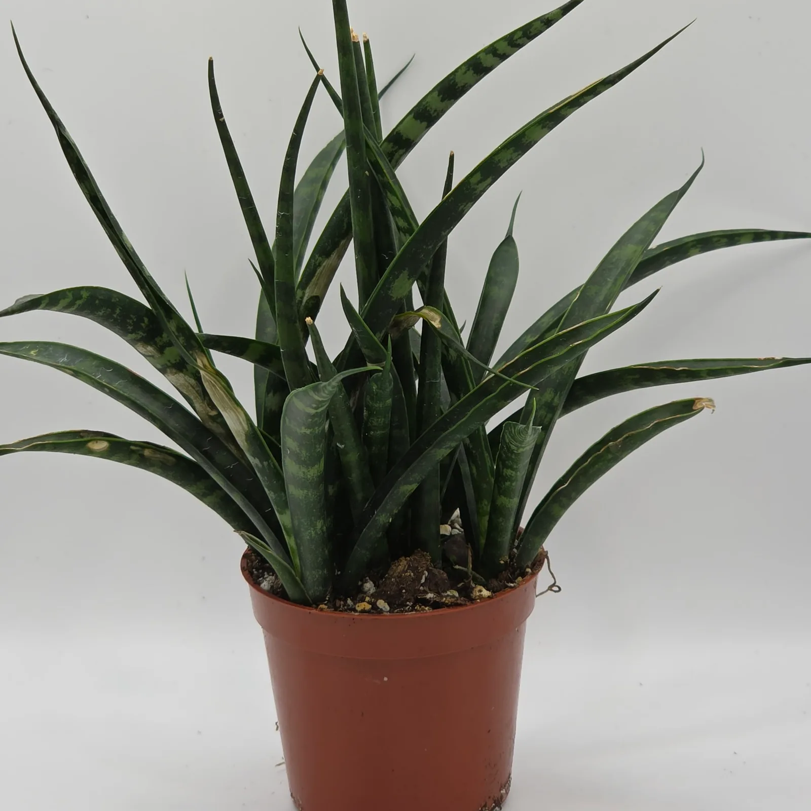 Sansevieria Assorted 2.5" — image 6