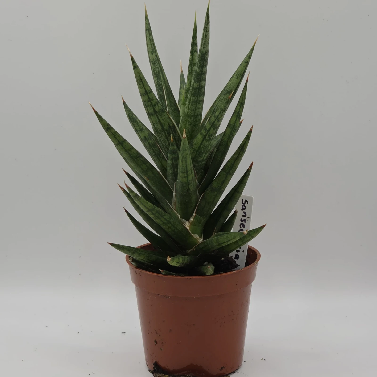 Sansevieria Assorted 2.5" with striped green leaves in terracotta pot.