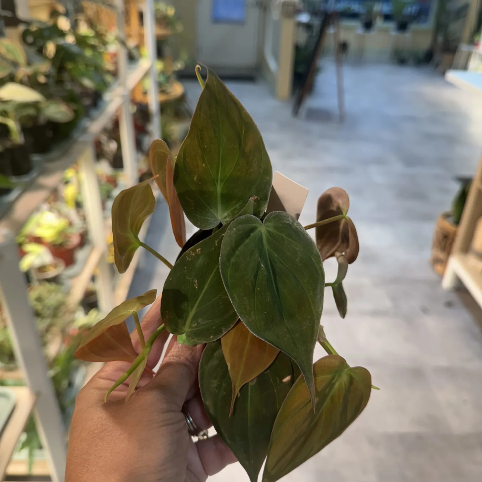 Philodendron Micans houseplant with velvety green leaves held in hand at nursery.