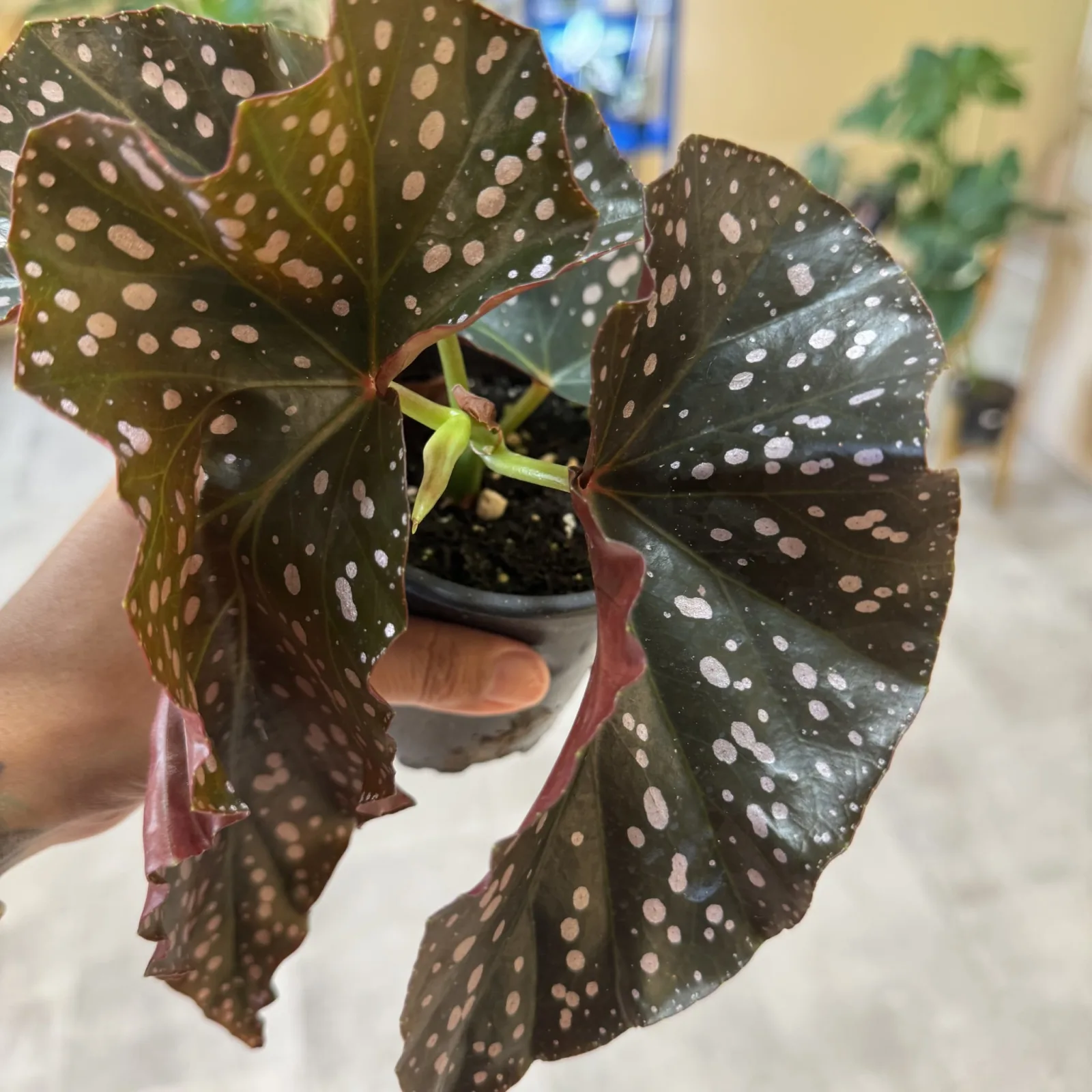 Begonia Crackling Rosie with dark spotted leaves held in hand over terracotta pot