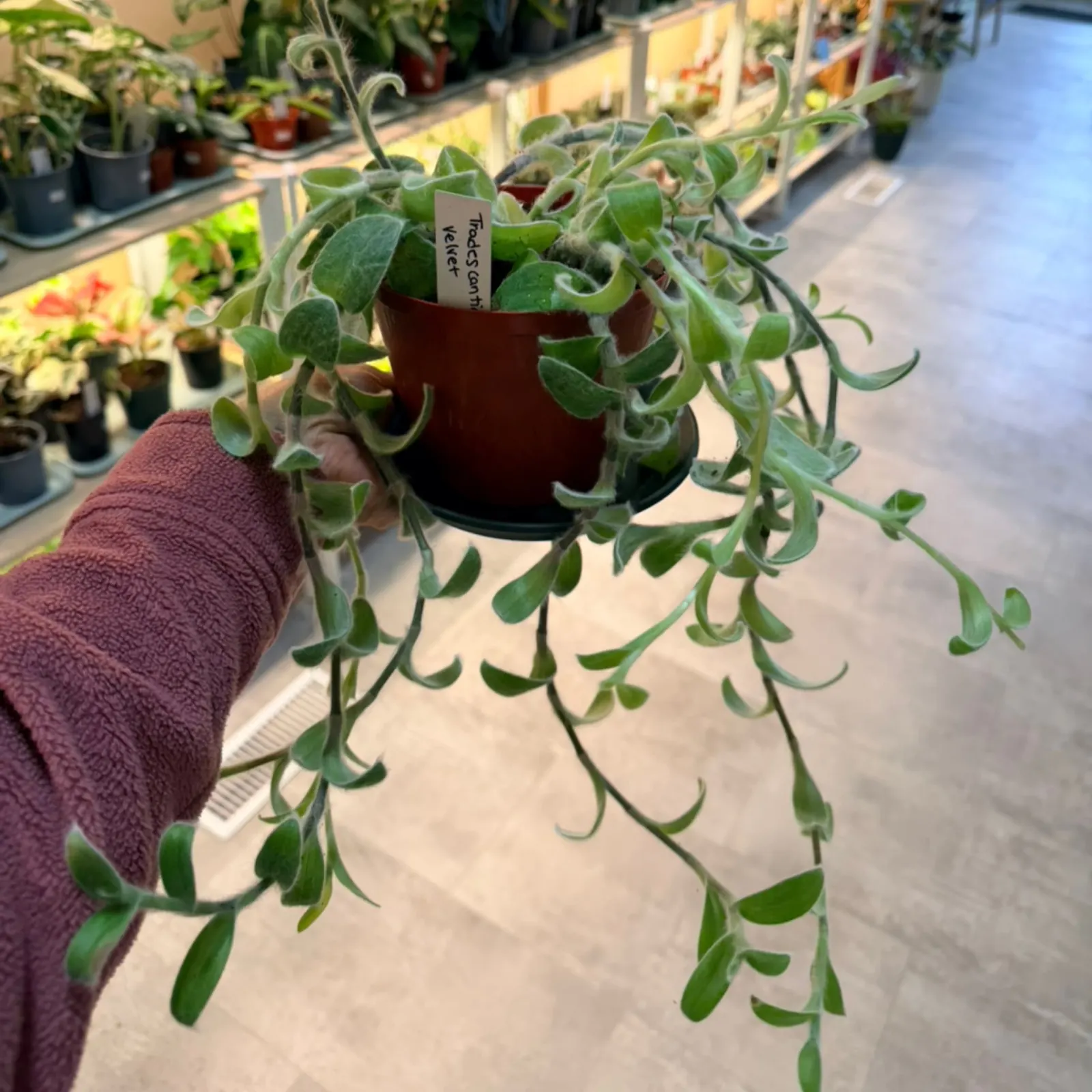 Tradescantia Sillamontana White Velvet trailing plant in terracotta pot with fuzzy leaves.