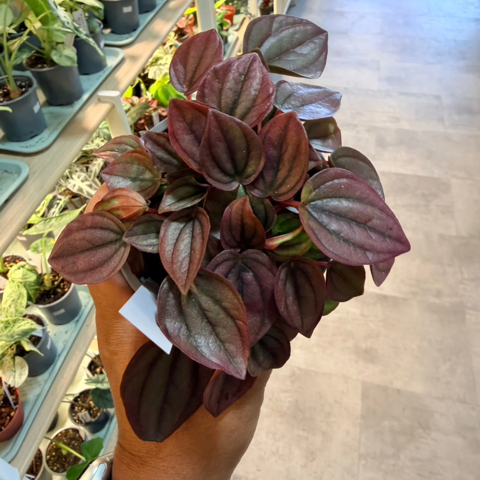 Peperomia 'Cayenne' with deep burgundy foliage in terracotta pot, indoor houseplant.