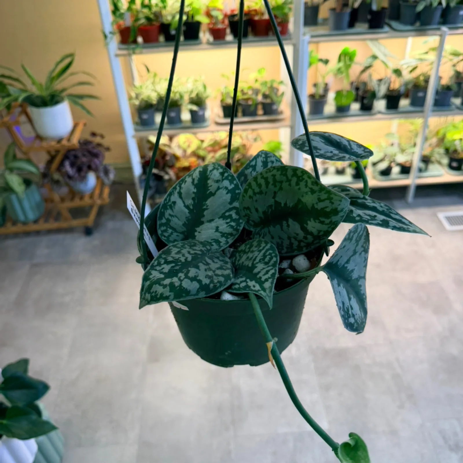 Scindapsus Exotica hanging basket with variegated silvery-green leaves in black pot