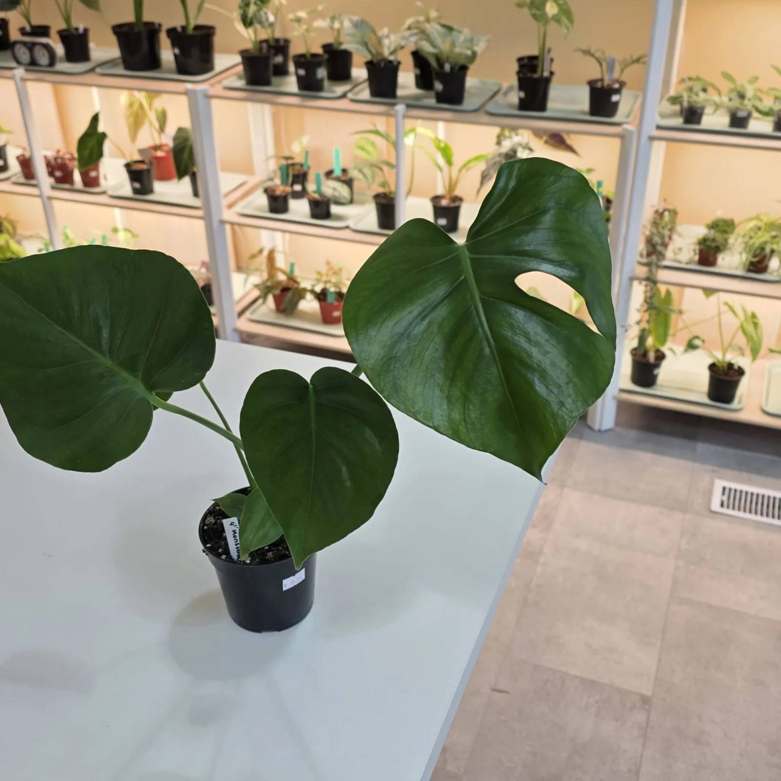 Monstera Deliciosa — image 2