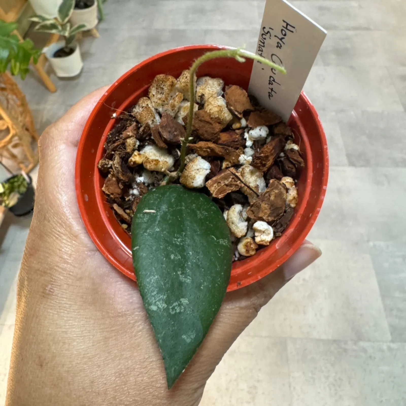 Hoya Caudata 'Sumatra' succulent plant in red ceramic pot with soil mix.