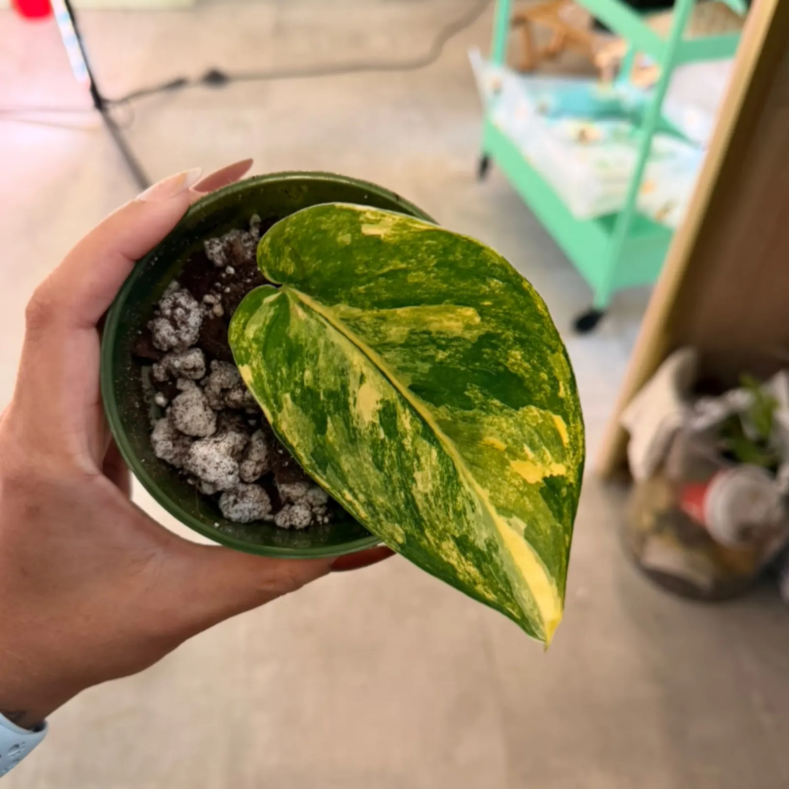 Scindapsus Jade Variegated houseplant with green and yellow variegated leaf in small dark pot.