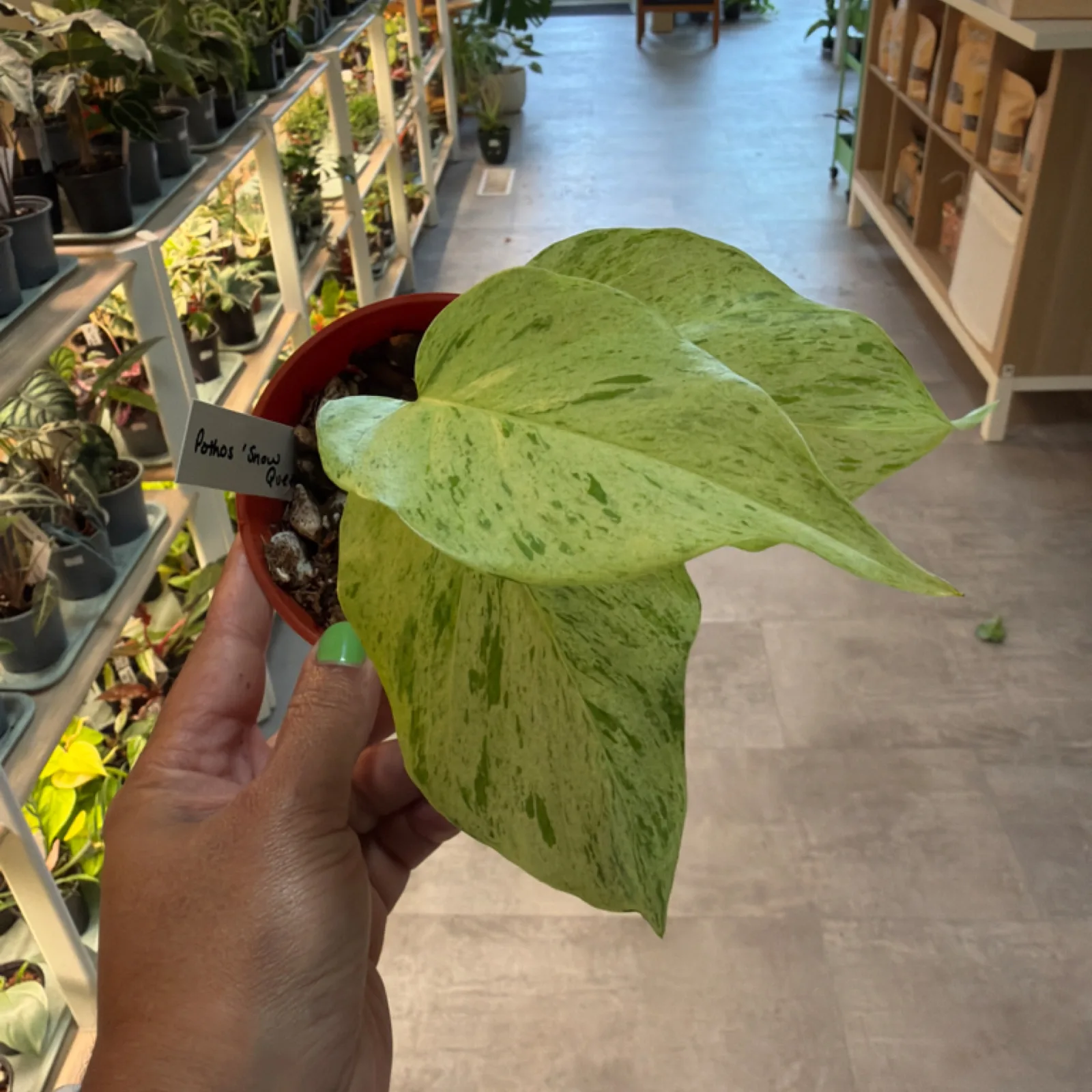 Pothos 'Snow Queen' with variegated green and white leaves in red nursery pot.