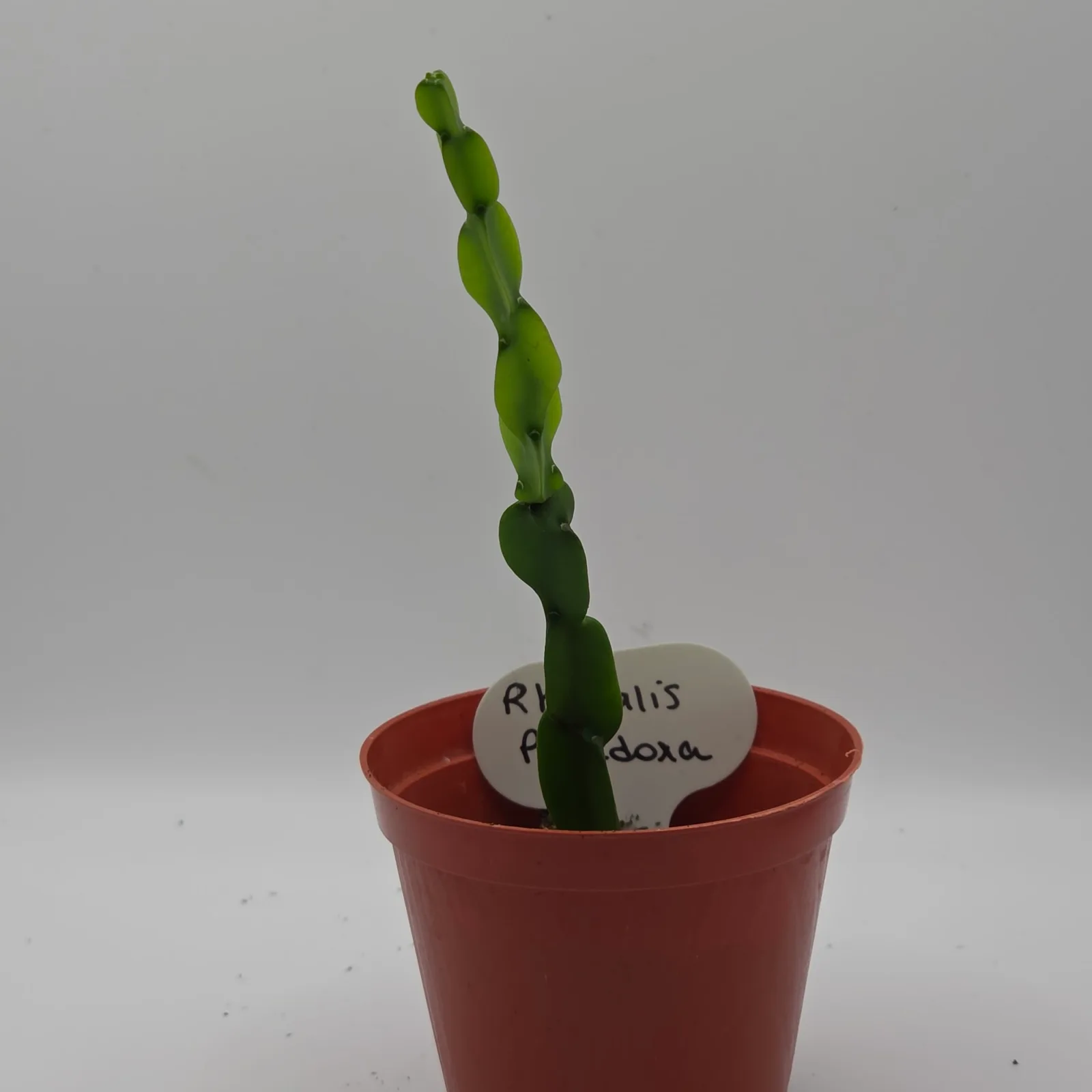 Rhipsalis Paradoxa — image 2