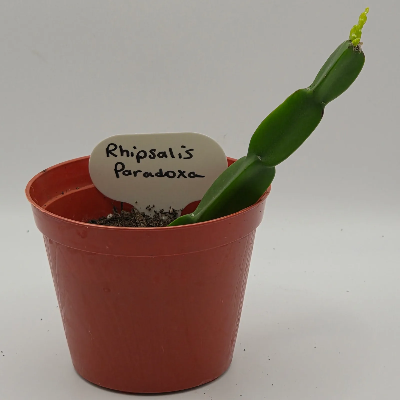 Rhipsalis Paradoxa — image 3