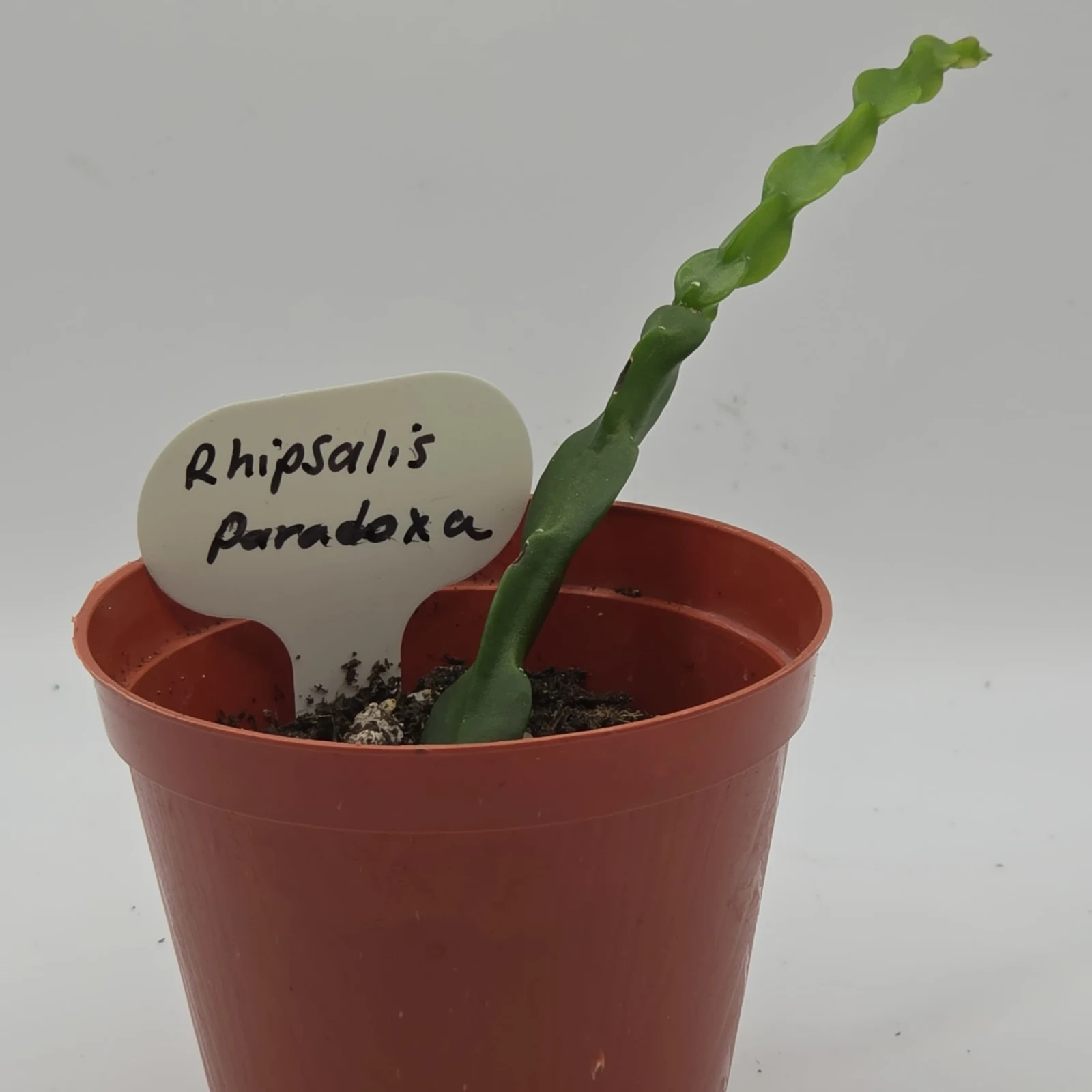 Rhipsalis Paradoxa succulent plant with segmented green stems in terracotta pot with label.