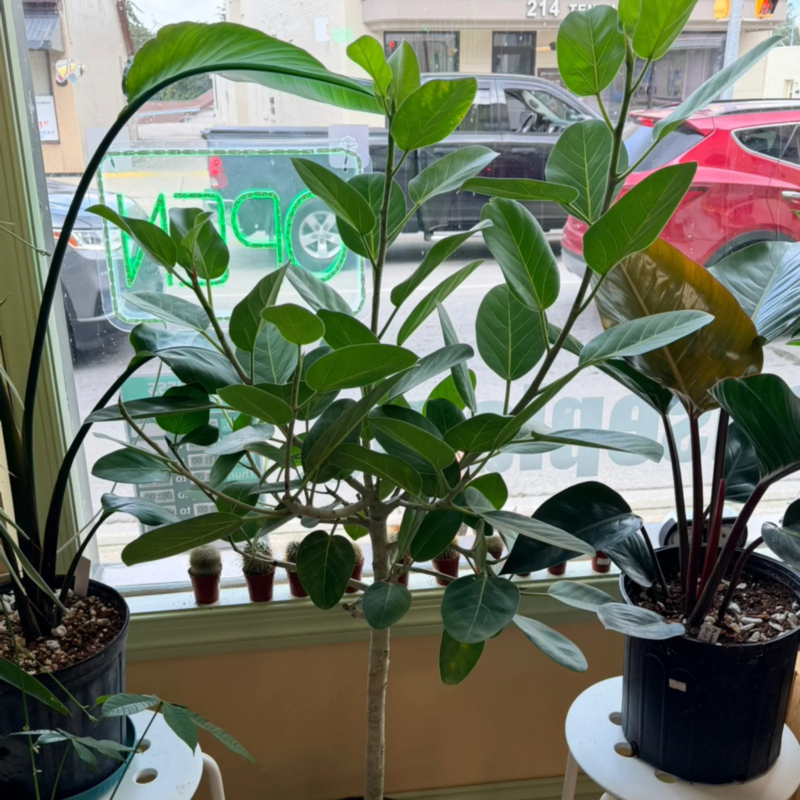 Ficus Audrey 10" pot tree with lush green leaves in windowsill display