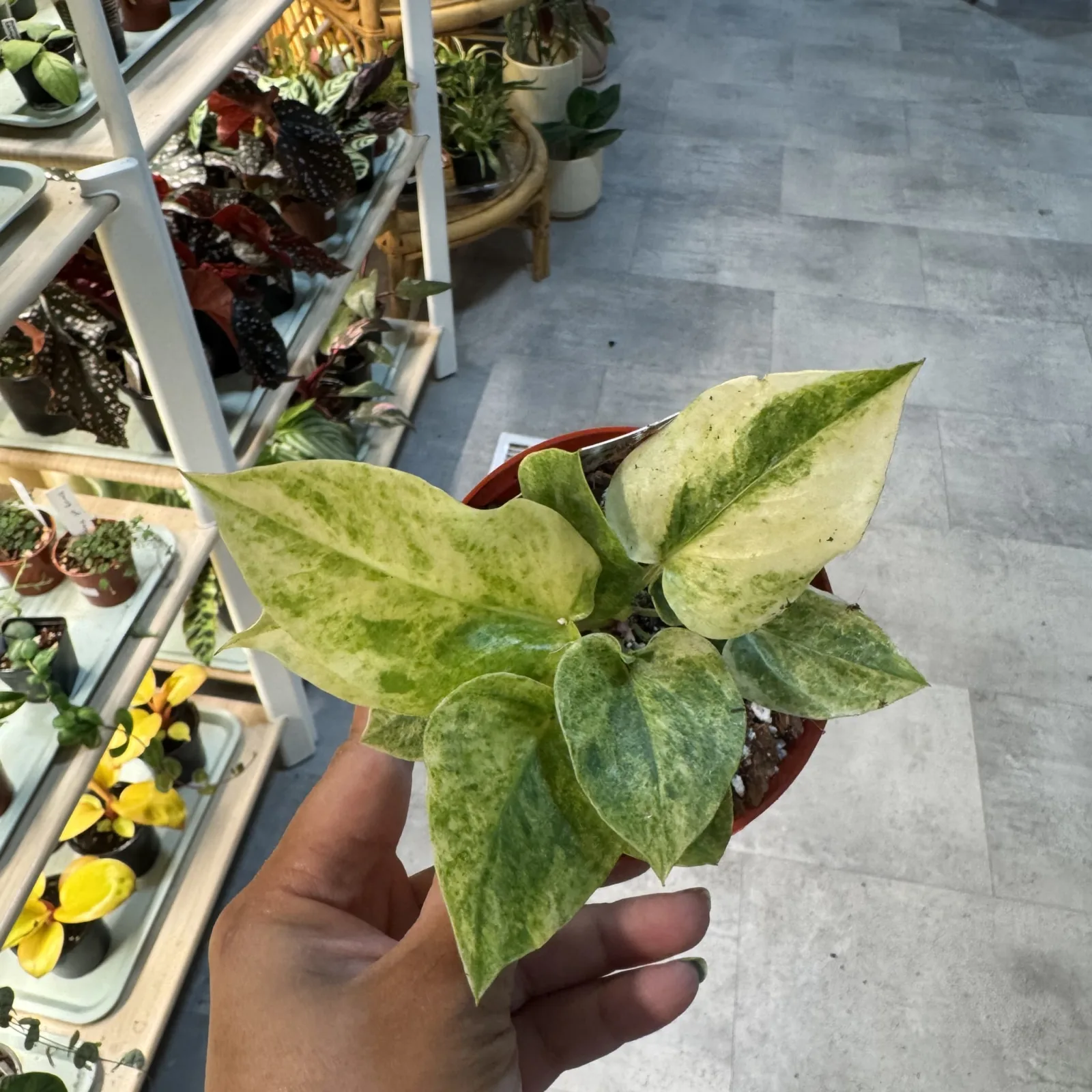 Anthurium Hookerii Variegated with cream and green variegated leaves in terracotta pot