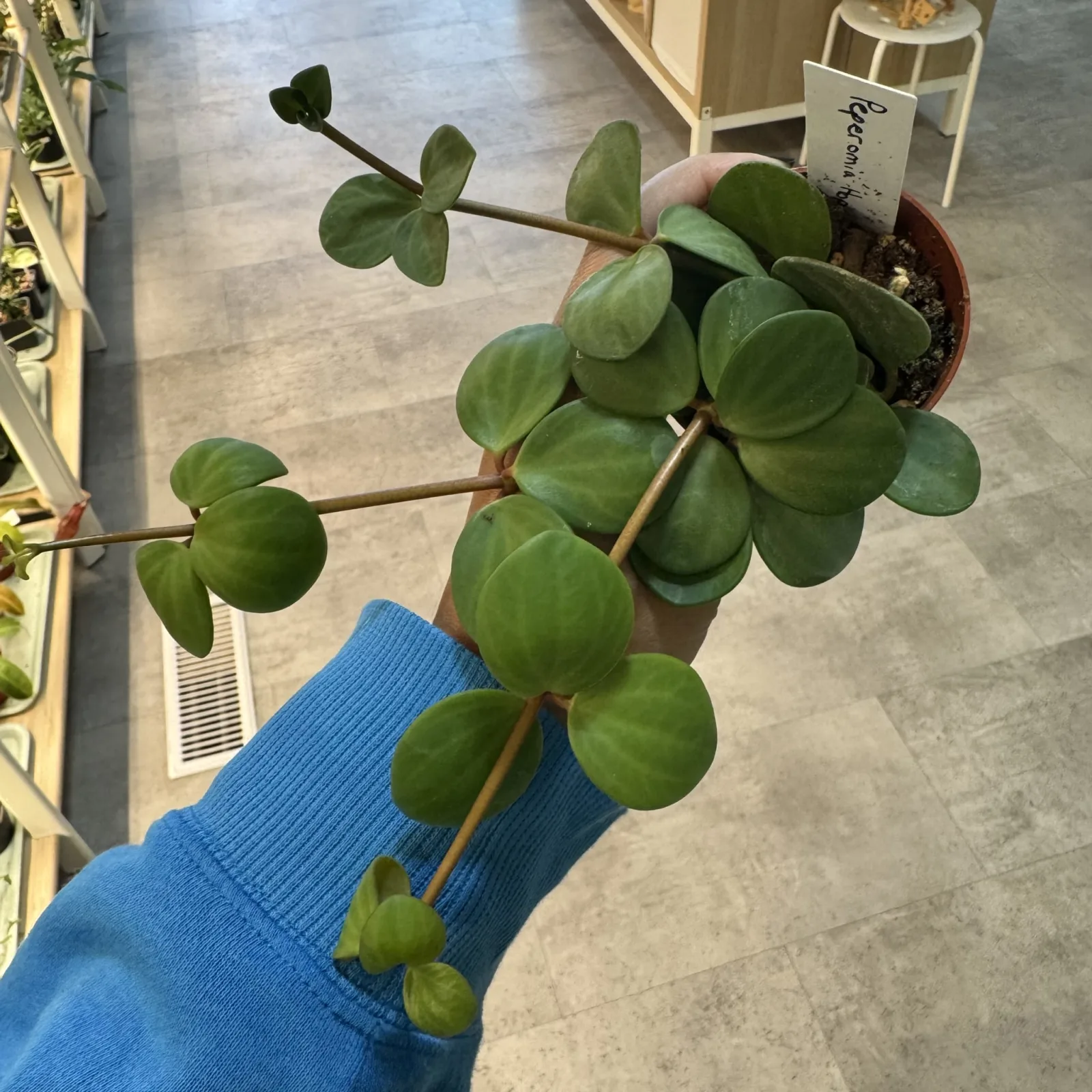 Peperomia Hope houseplant with round green leaves in terracotta pot, held in hand.