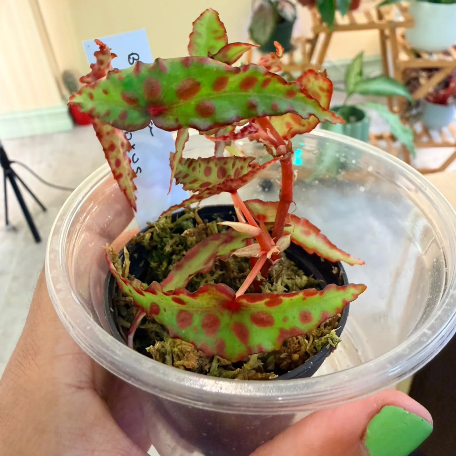 Begonia Amphioxus with spotted green and red leaves in clear plastic pot, indoor houseplant.