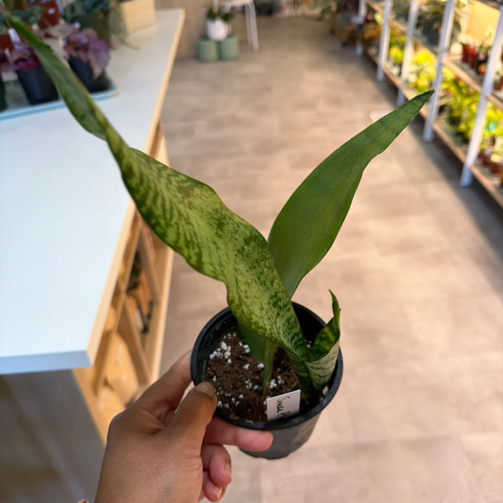 Snake Plant with variegated green leaves in small black nursery pot, held in hand.