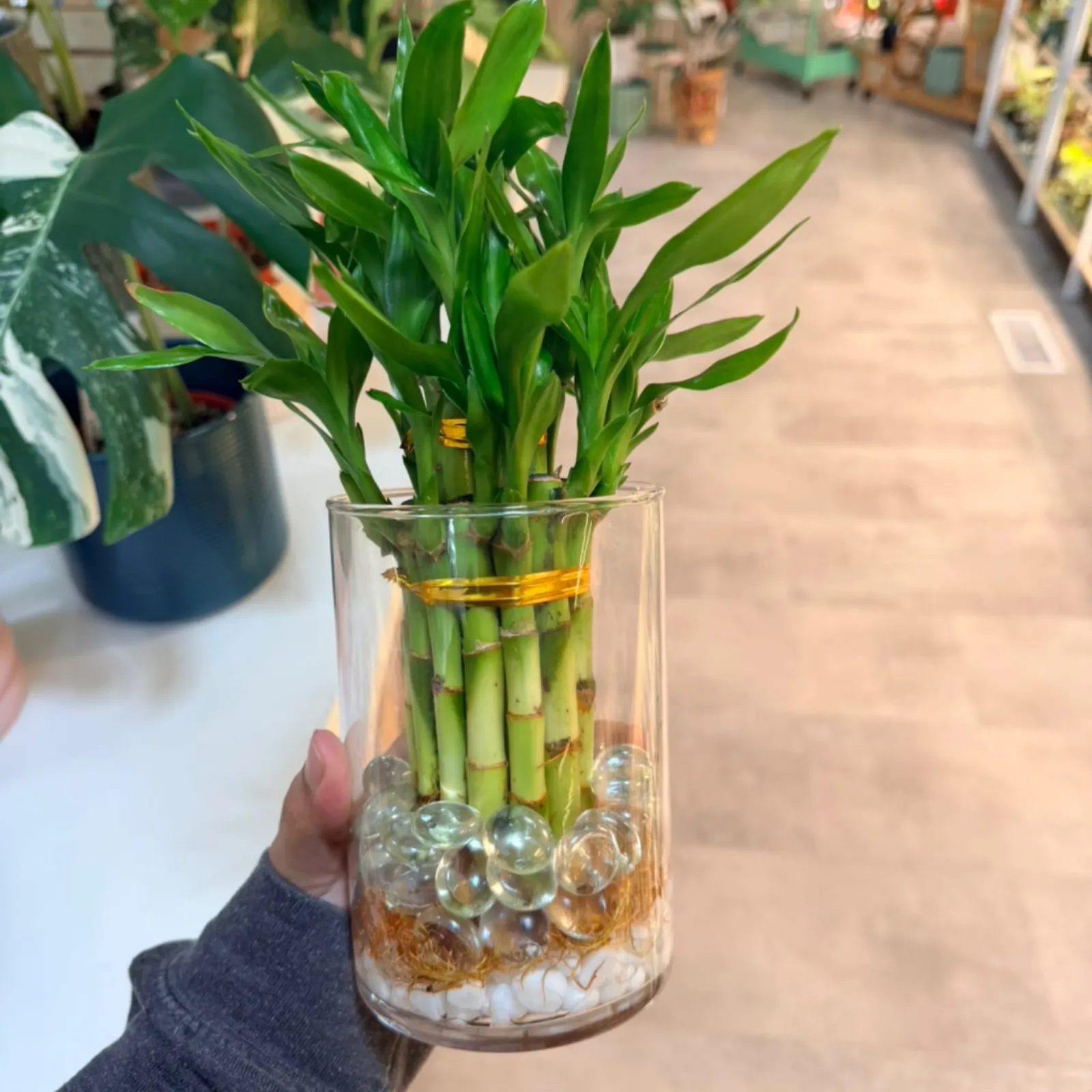 Lucky Bamboo plant with green stalks in clear glass vase with pebbles and water