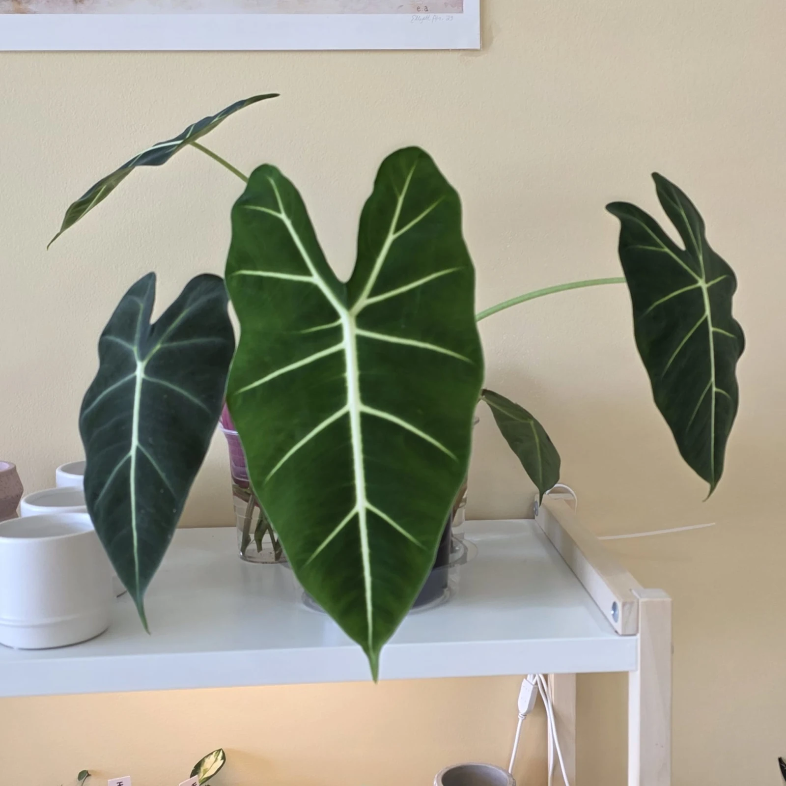 Alocasia Frydek Micholitziana — image 2