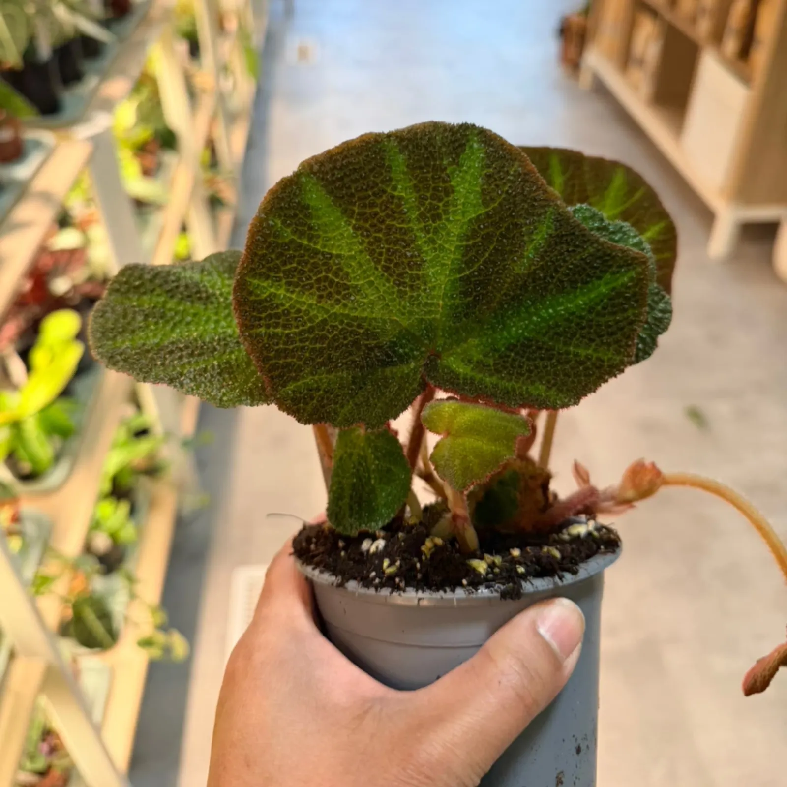 Begonia Rex "Soli-Mutata" with velvety green leaves in small gray pot held in hand.