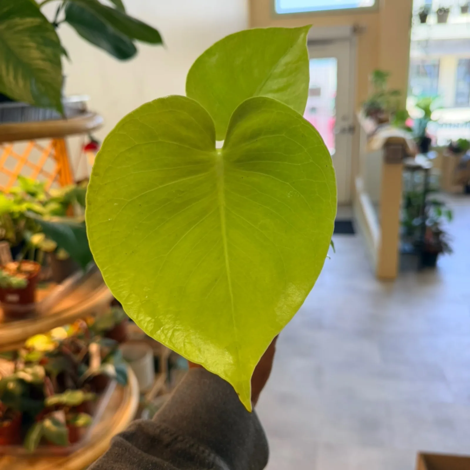 Monstera 'Lemon Lime' houseplant with bright chartreuse heart-shaped leaf indoors