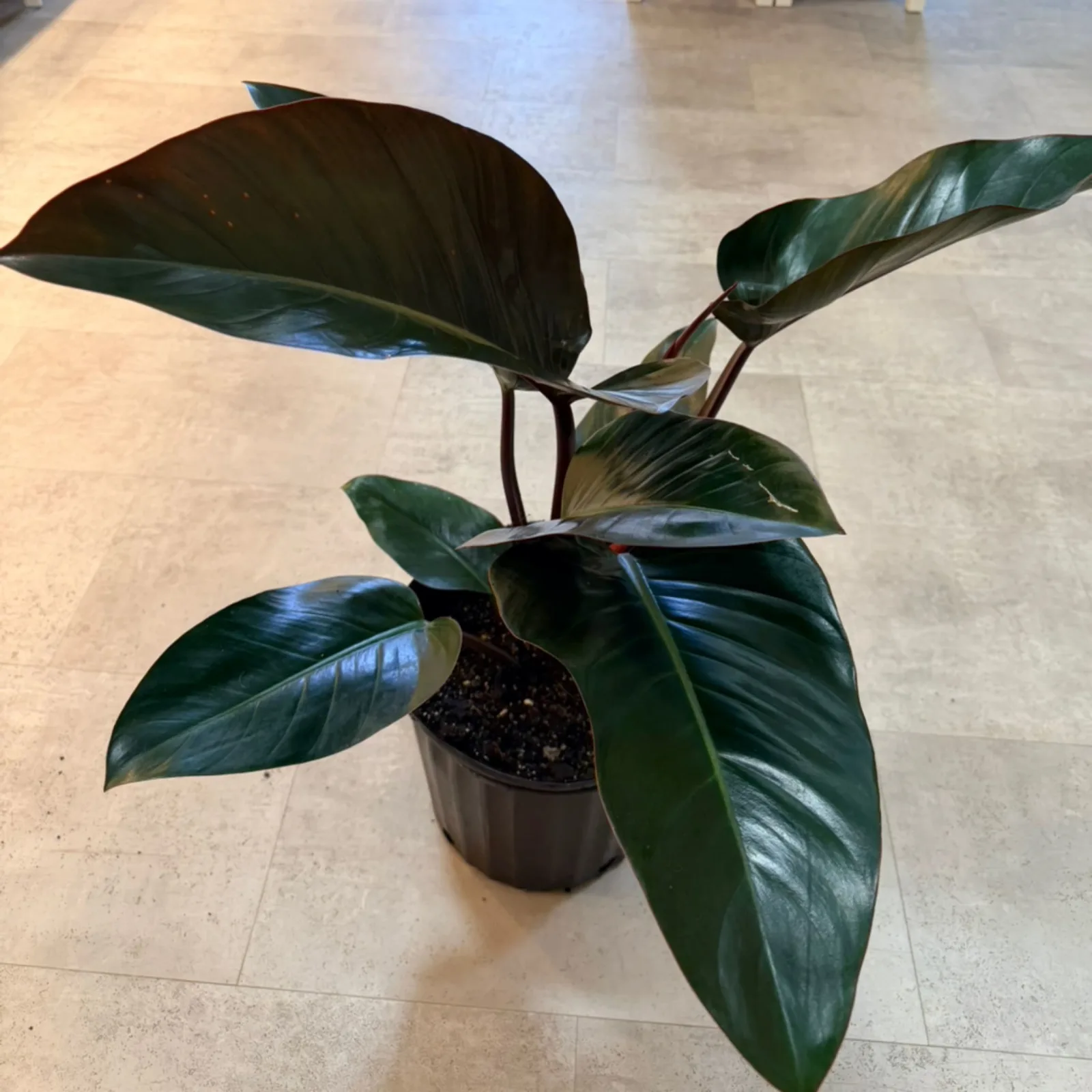 Philodendron Rojo Congo houseplant with dark green leaves in black pot on tile floor.