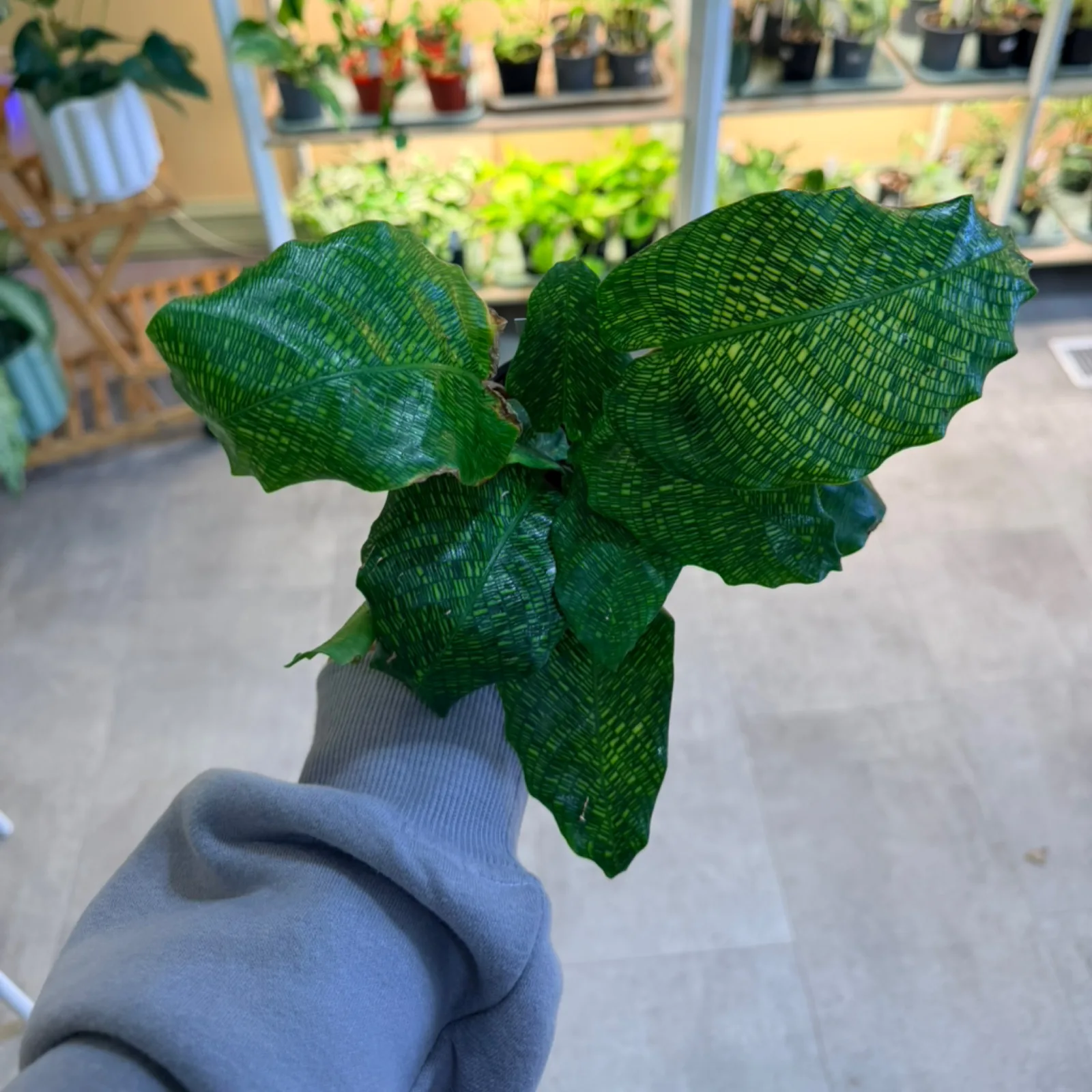 Calathea Network with distinctive netted green leaves held in hand against blurred nursery background.