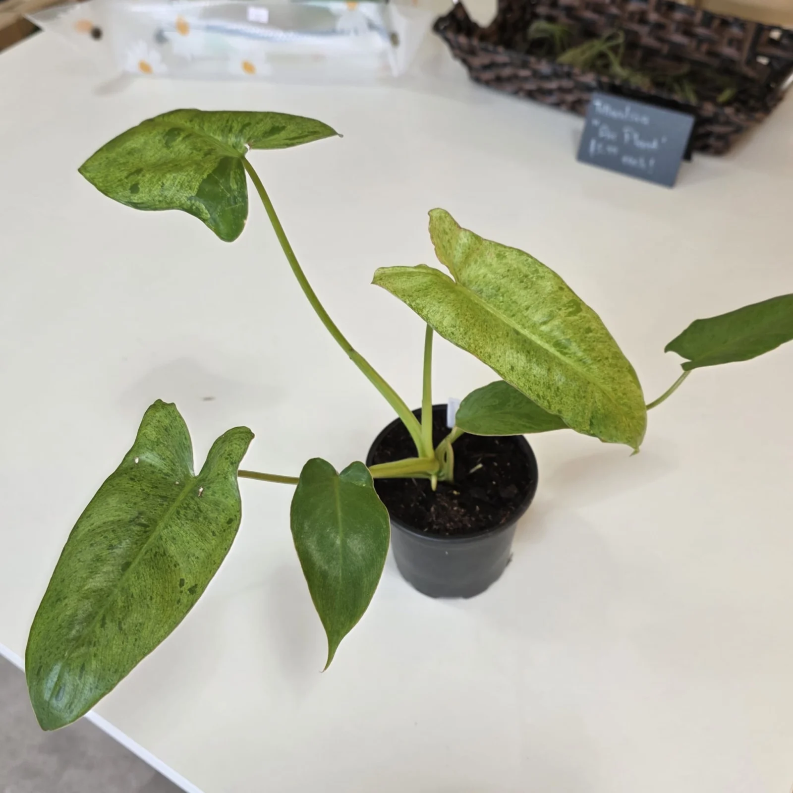Philodendron Paraiso Verde houseplant with variegated green leaves in small black pot.