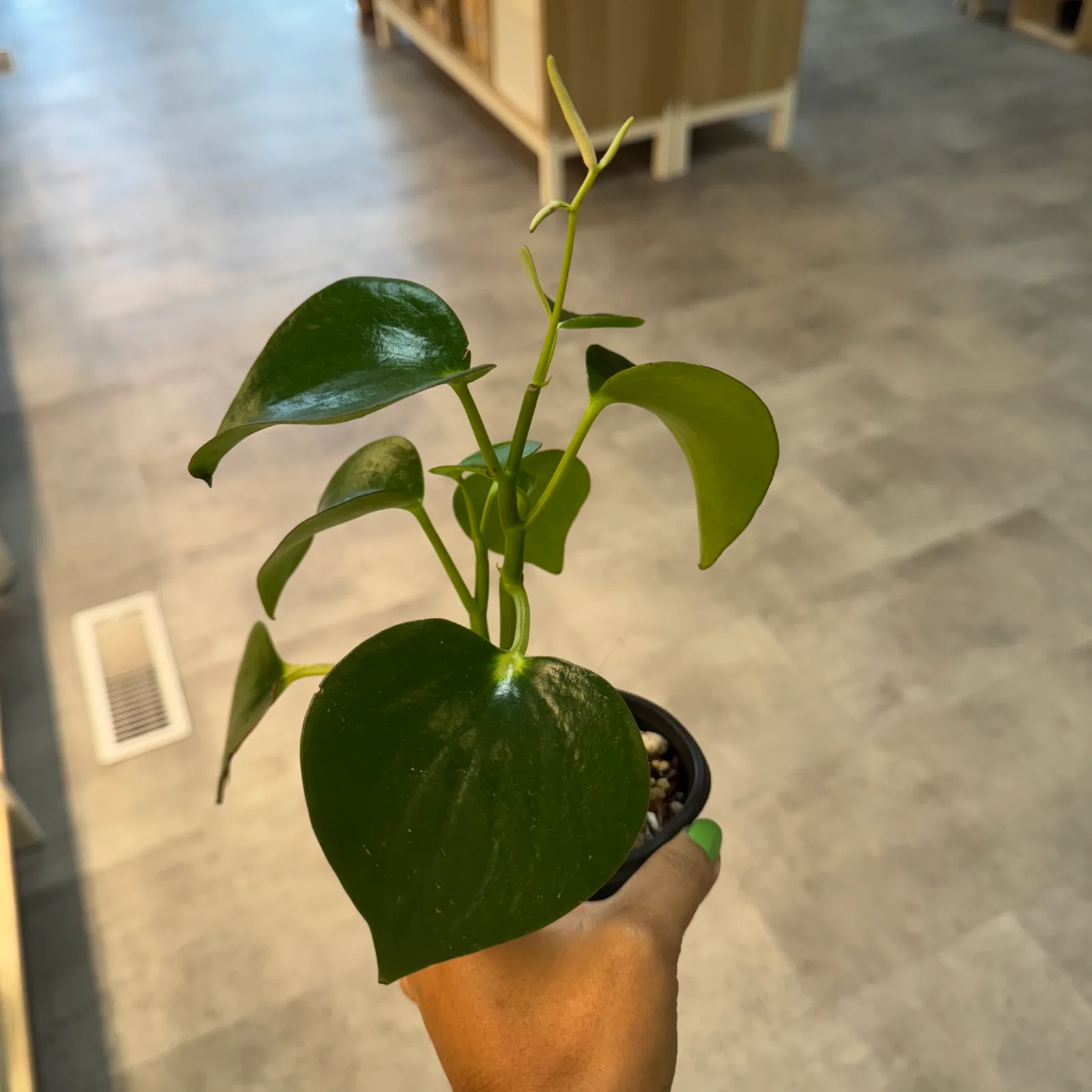 Peperomia Raindrop — image 2