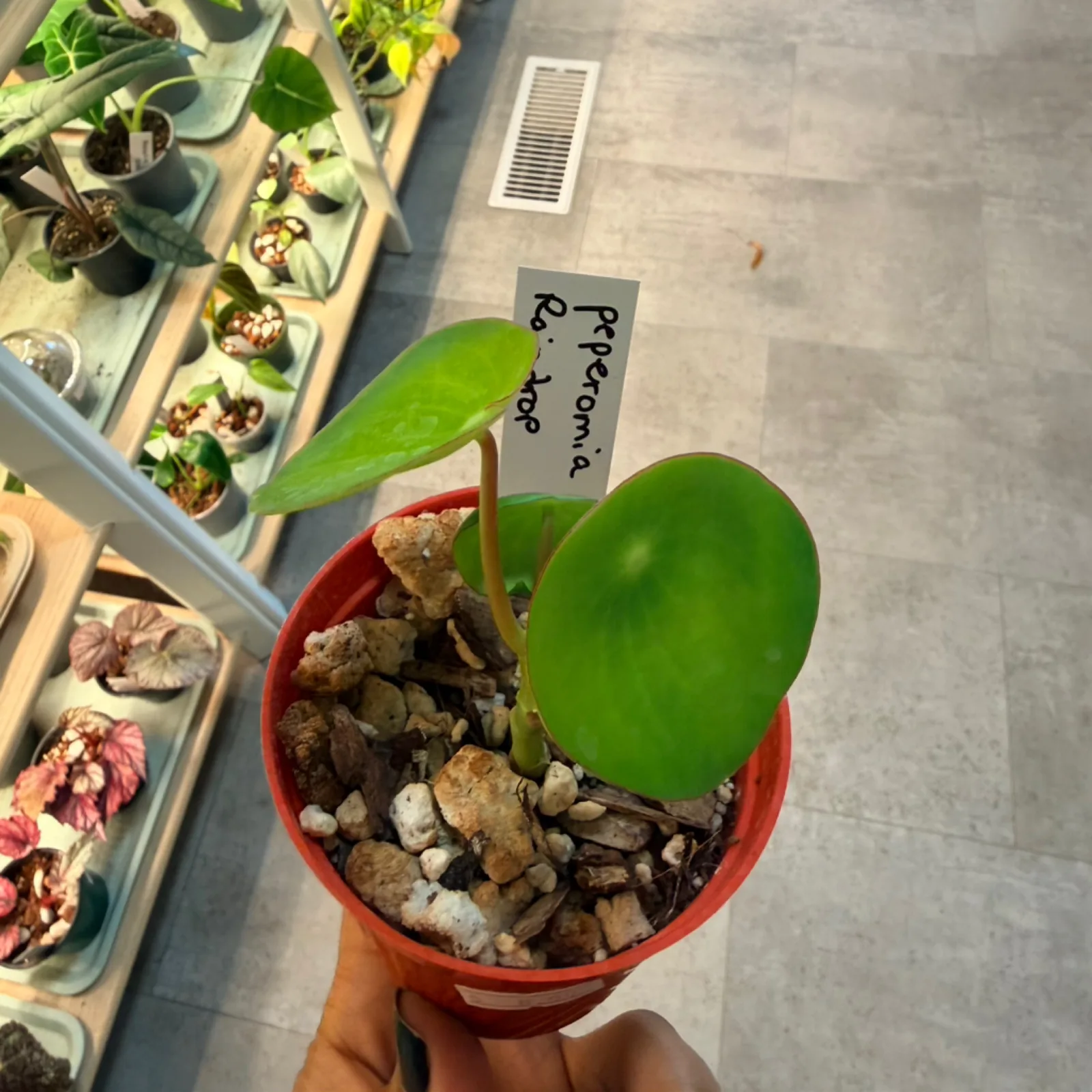 Peperomia Raindrop houseplant with round green leaves in red pot with soil.