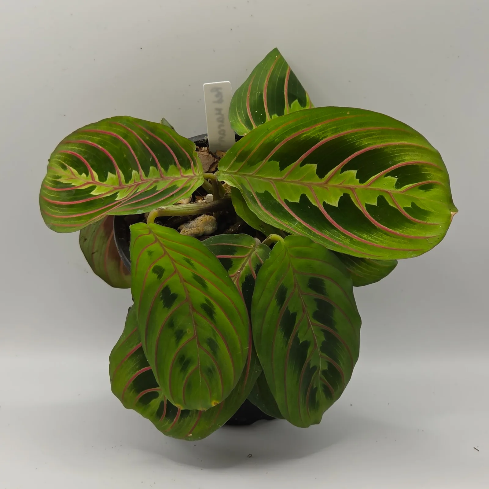 Red Maranta — image 2