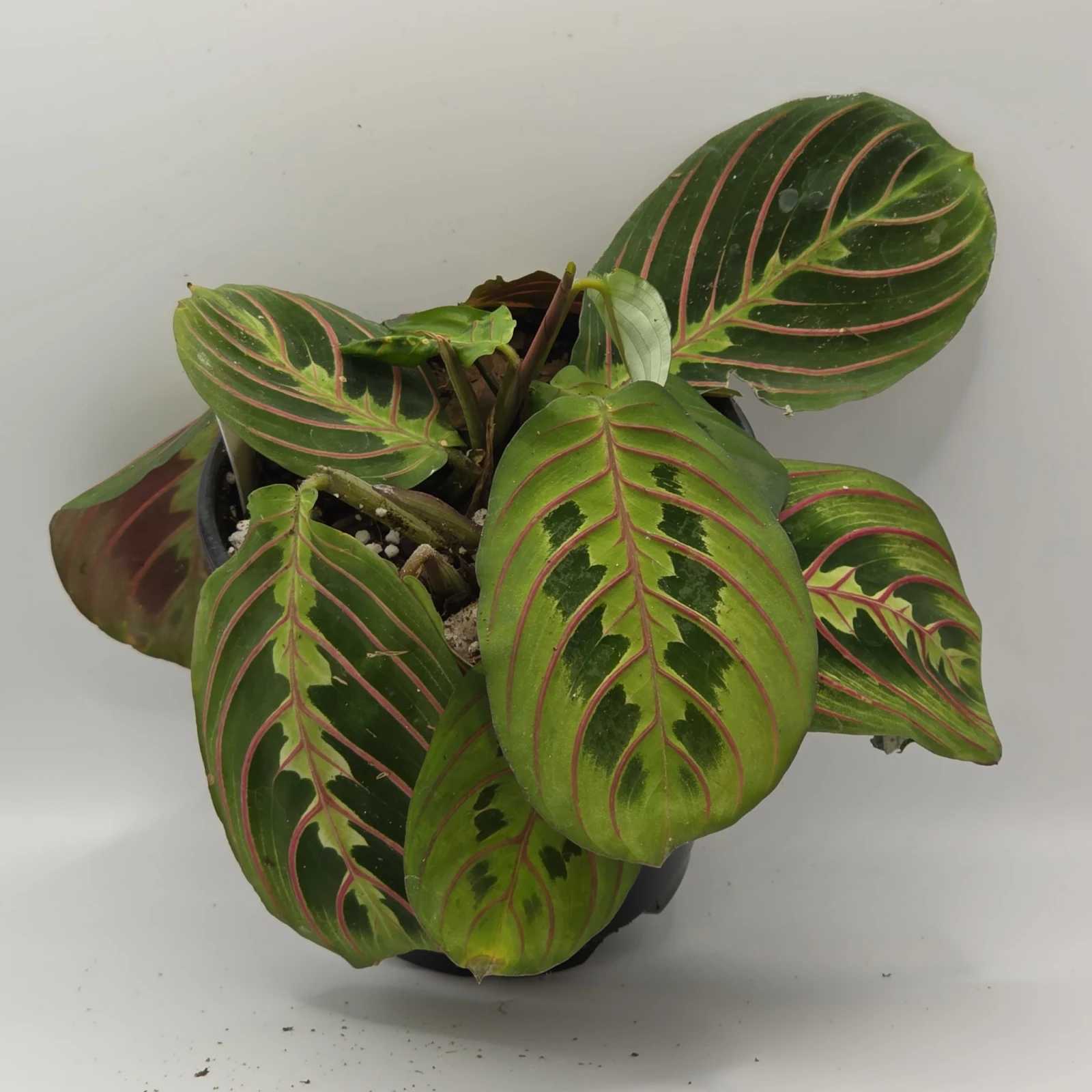 Red Maranta houseplant with distinctive striped green and burgundy leaves in brown pot.