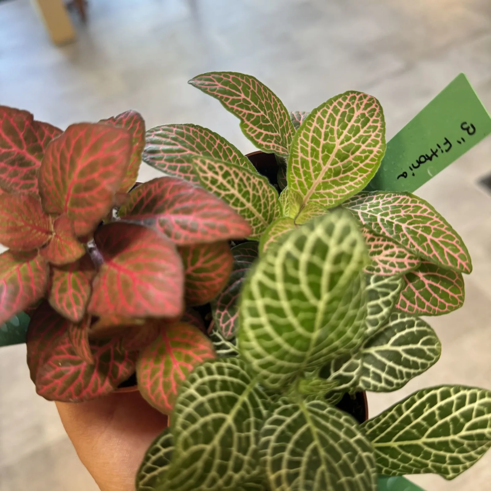 Fittonia Tiny Assorted 3" houseplant with red and green variegated leaves in hand.