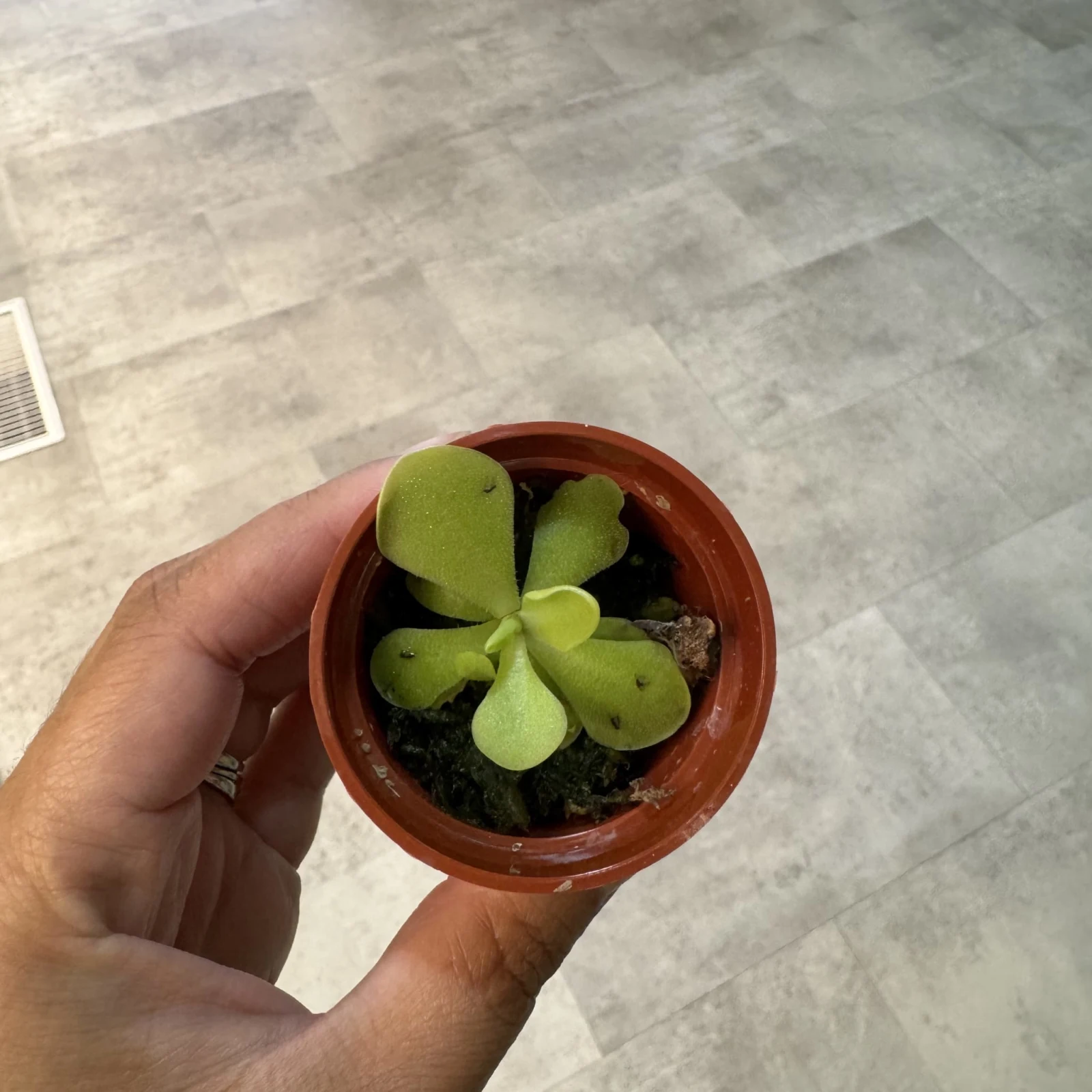 Pinguicula 'Moranensis' small rosette plant in terracotta pot, held in hand.