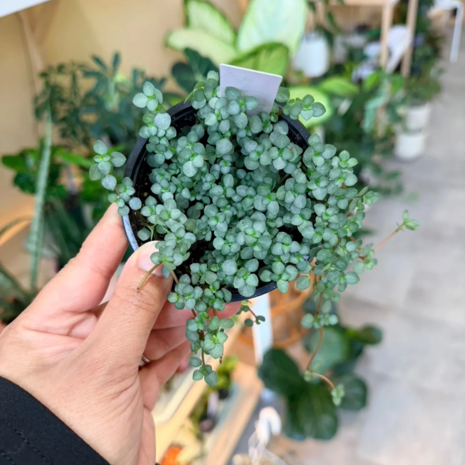 Pilea Glauca Aquamarine succulent with round blue-green leaves in small black pot.