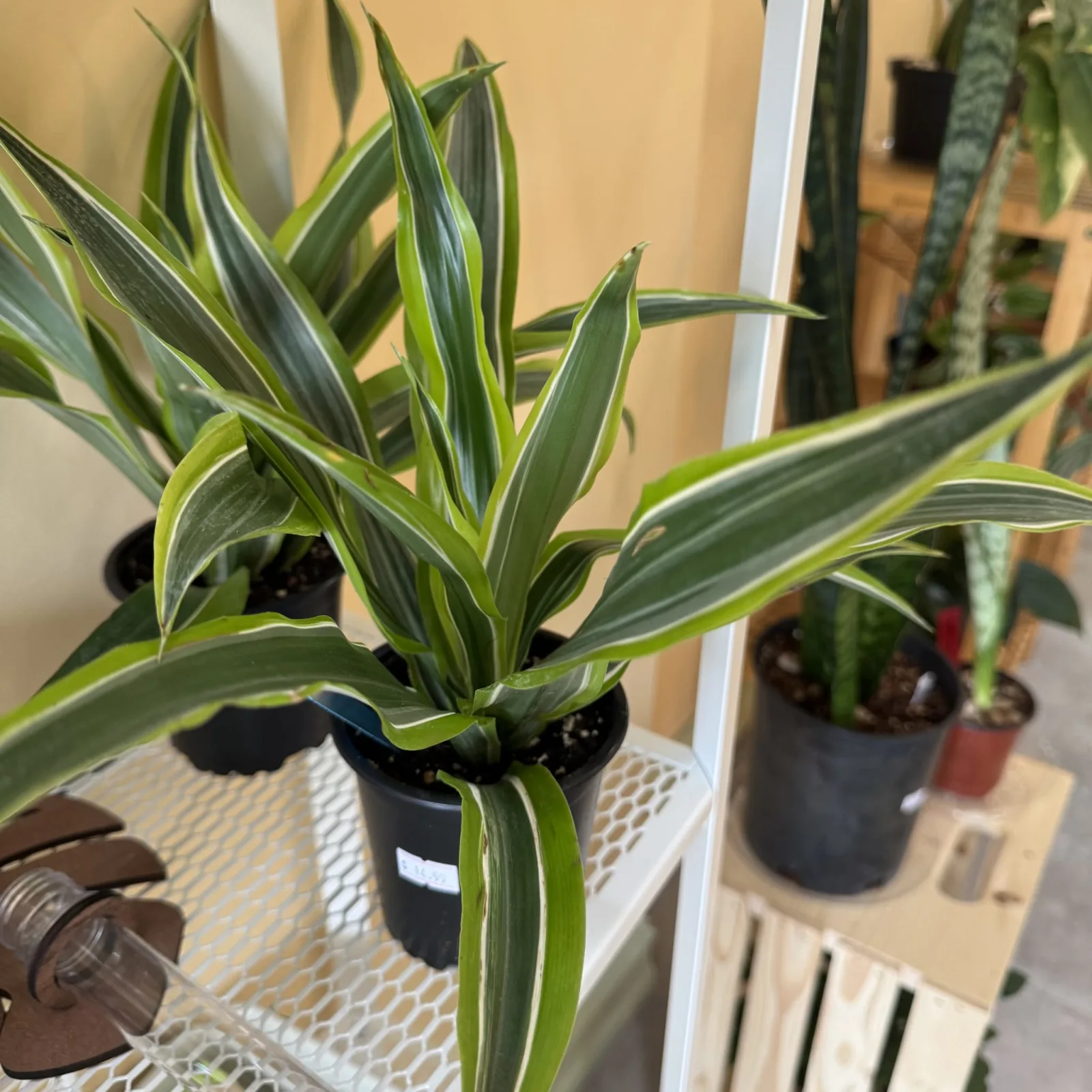 Dracaena Lemon Lime houseplant with green and yellow striped leaves in black pot.