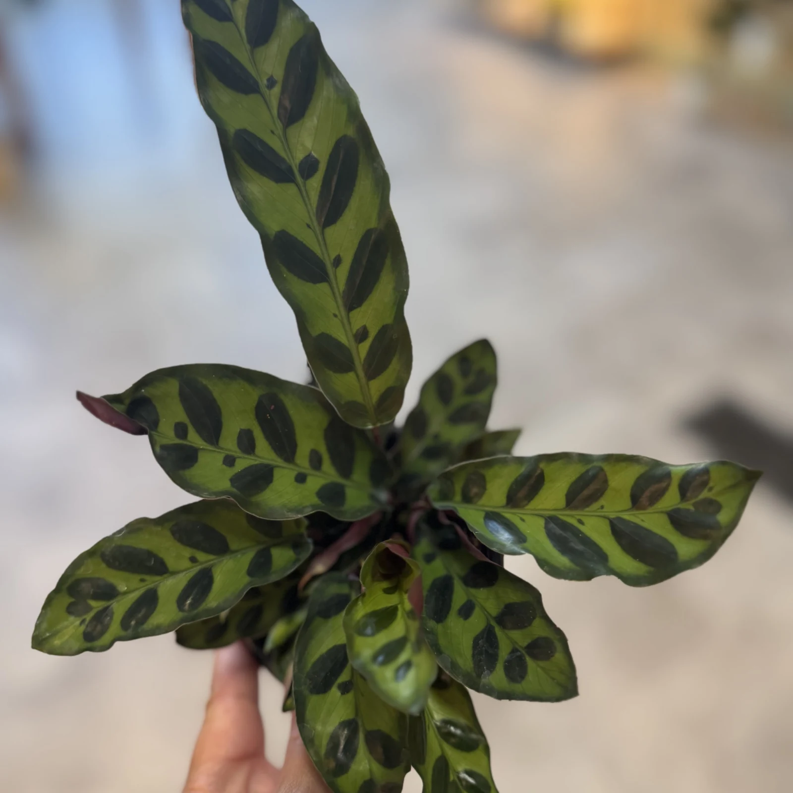 Calathea Rattlesnake houseplant with green leaves featuring dark burgundy markings, held in hand.