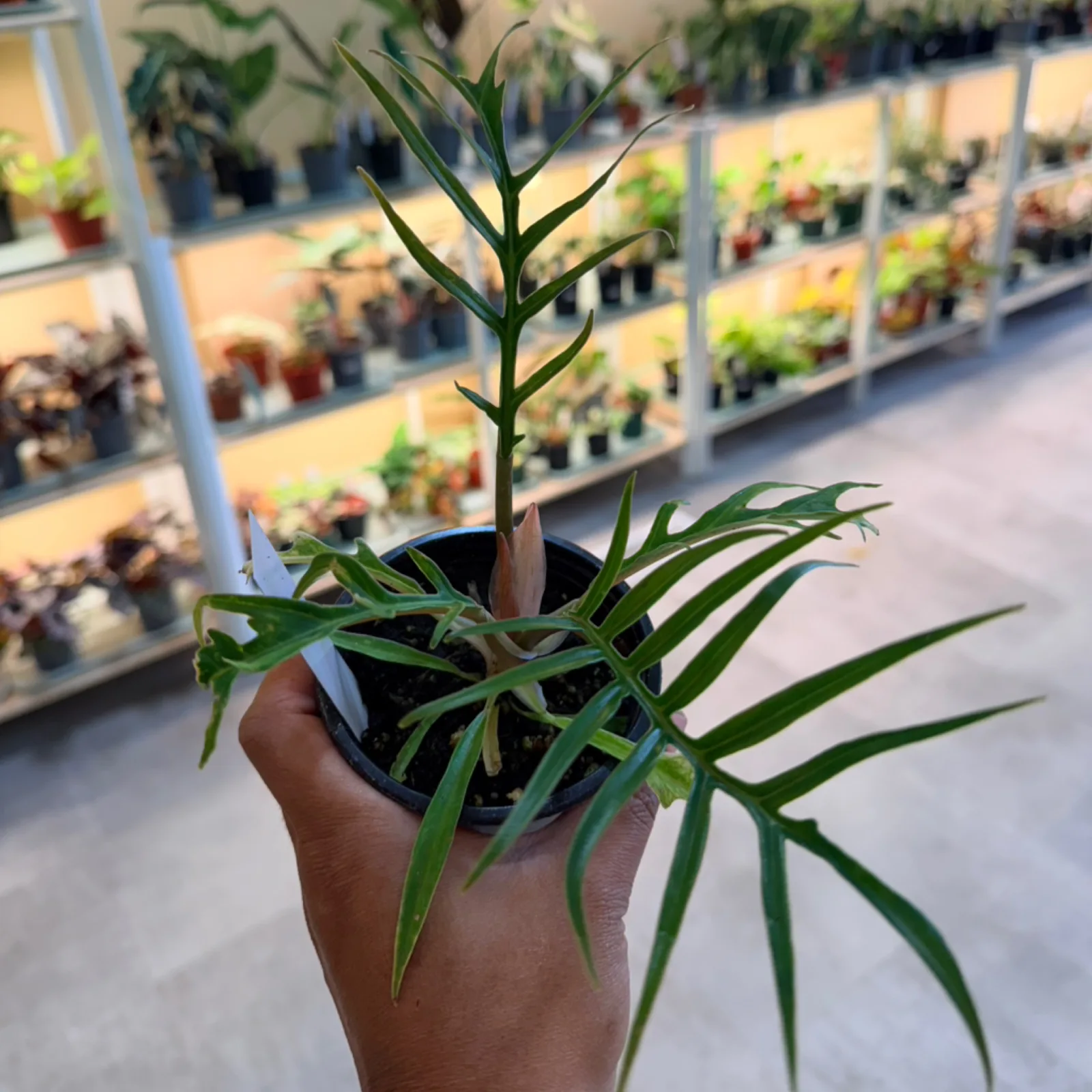Philodendron Tortum with slender green leaves in small black pot, held in hand.