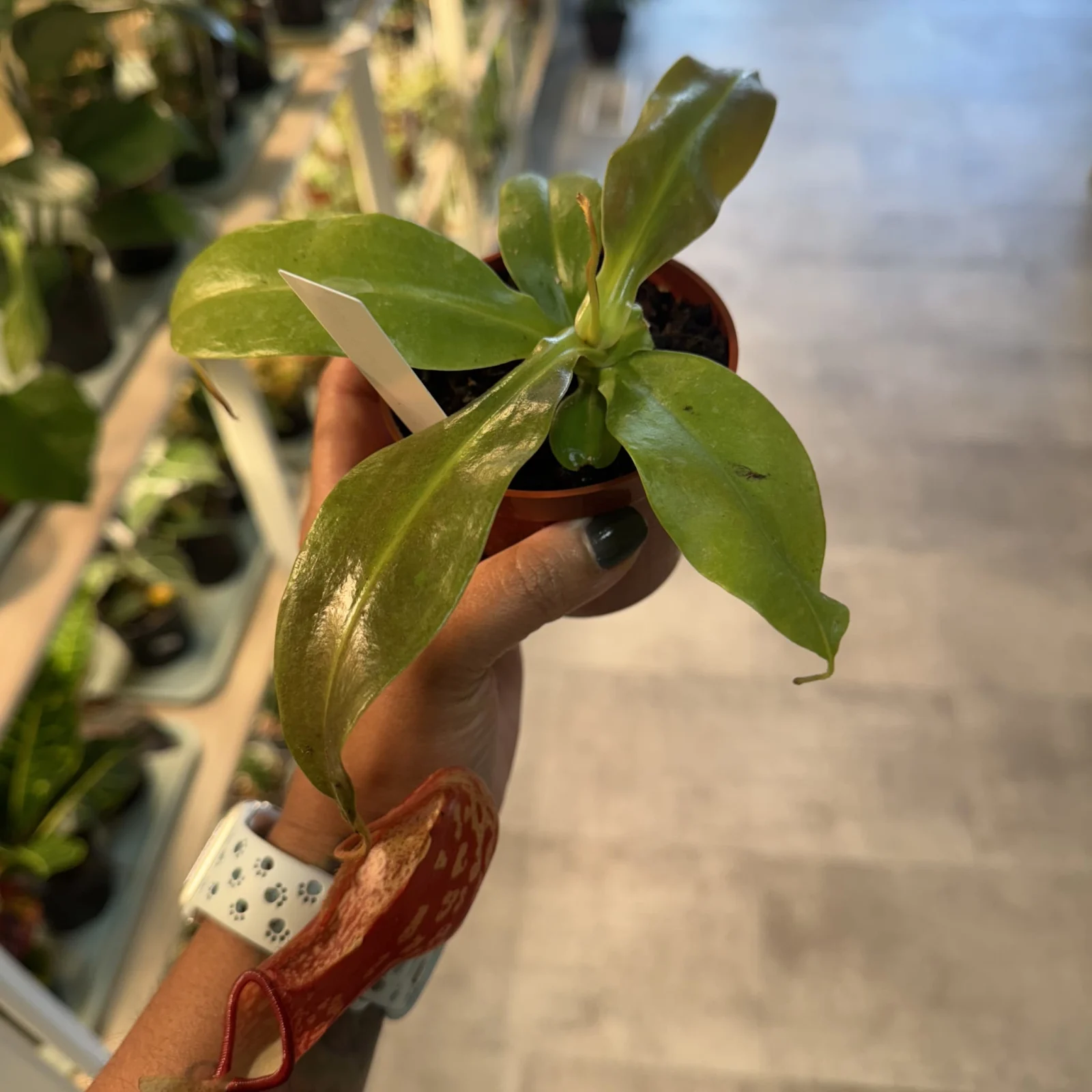 Nepenthes Pitcher Plant 6" Pot with green leaves and hanging pitchers in black container