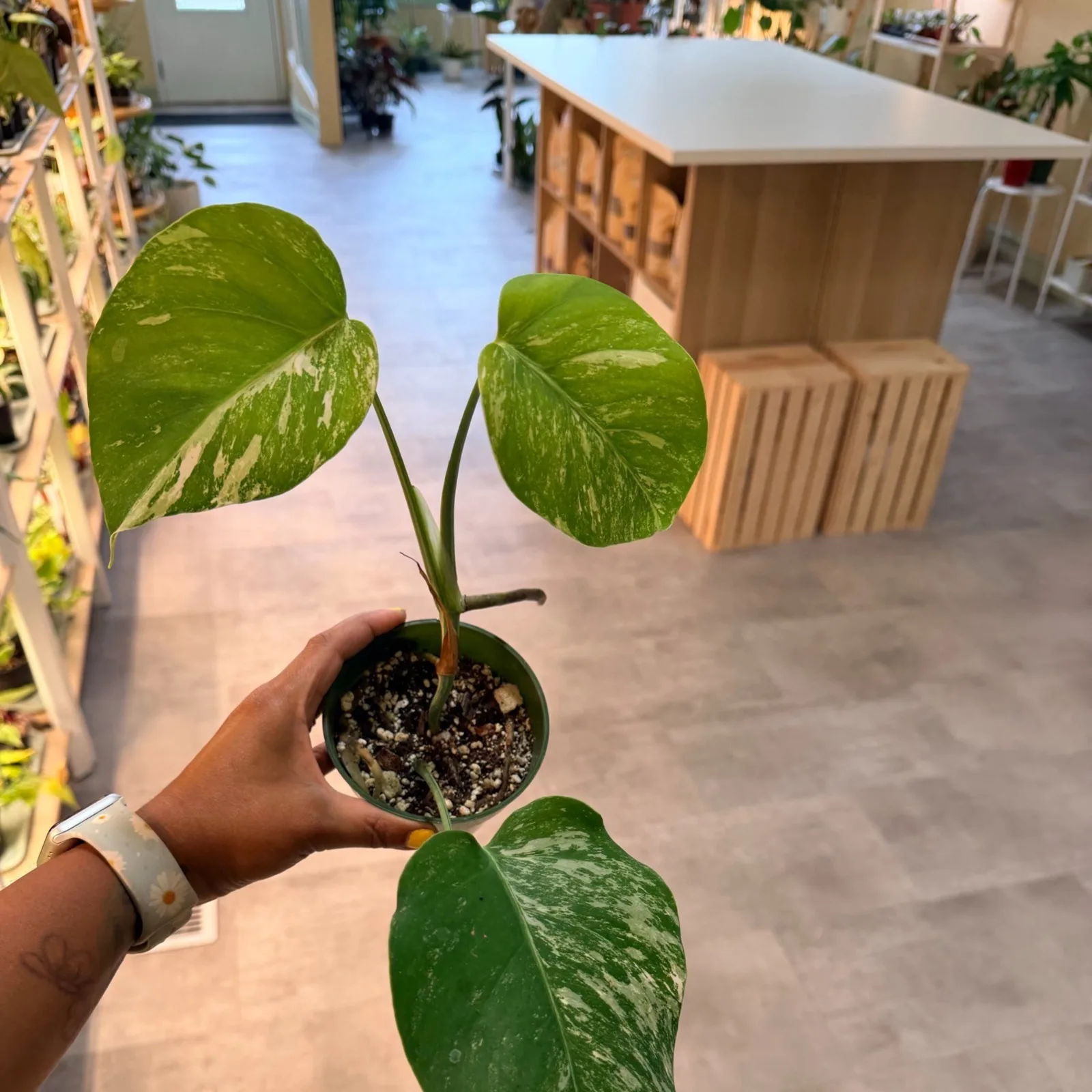 Monstera Albo (Medium Variegation) — image 2
