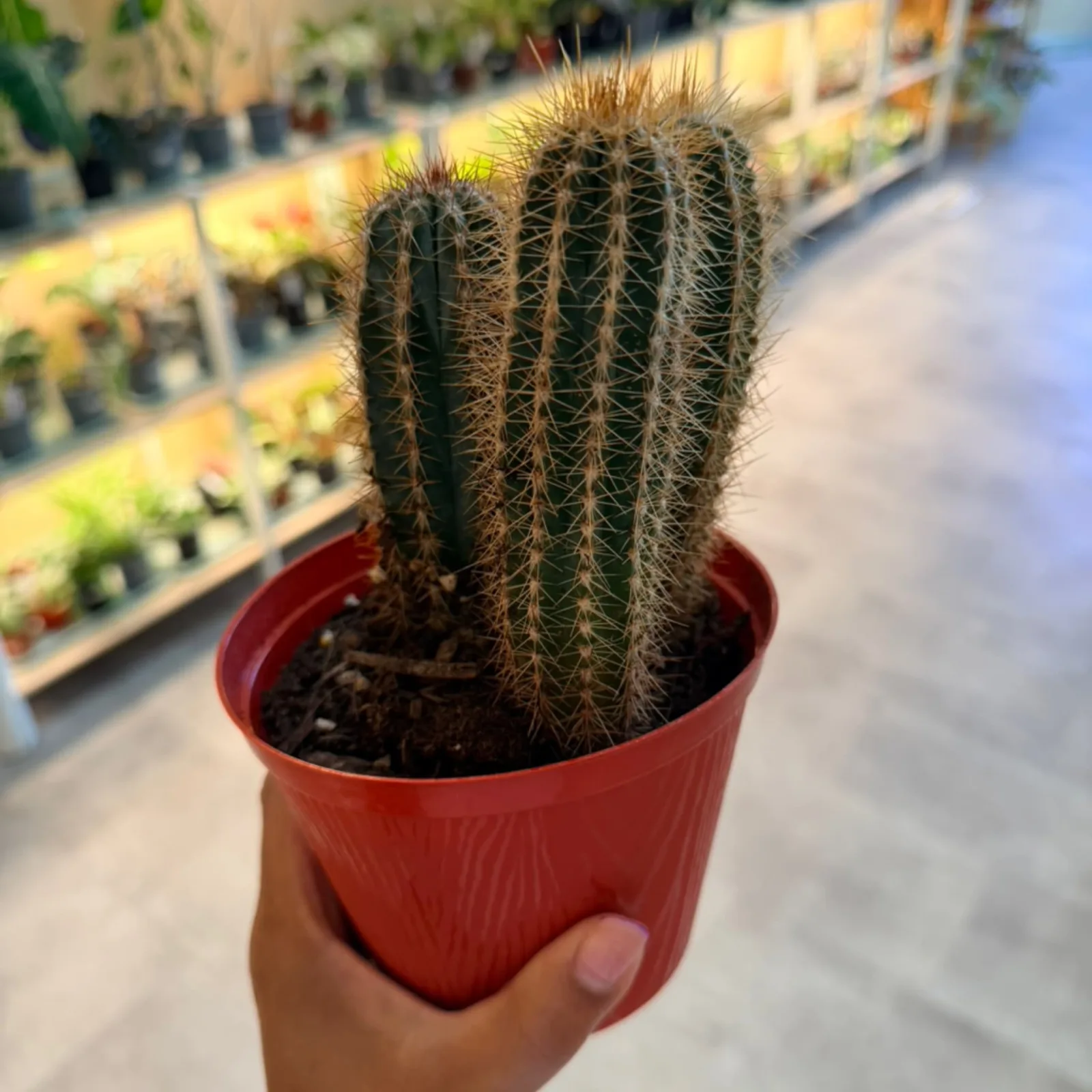 Trio Cactus Planter with green columnar cacti in red decorative pot.
