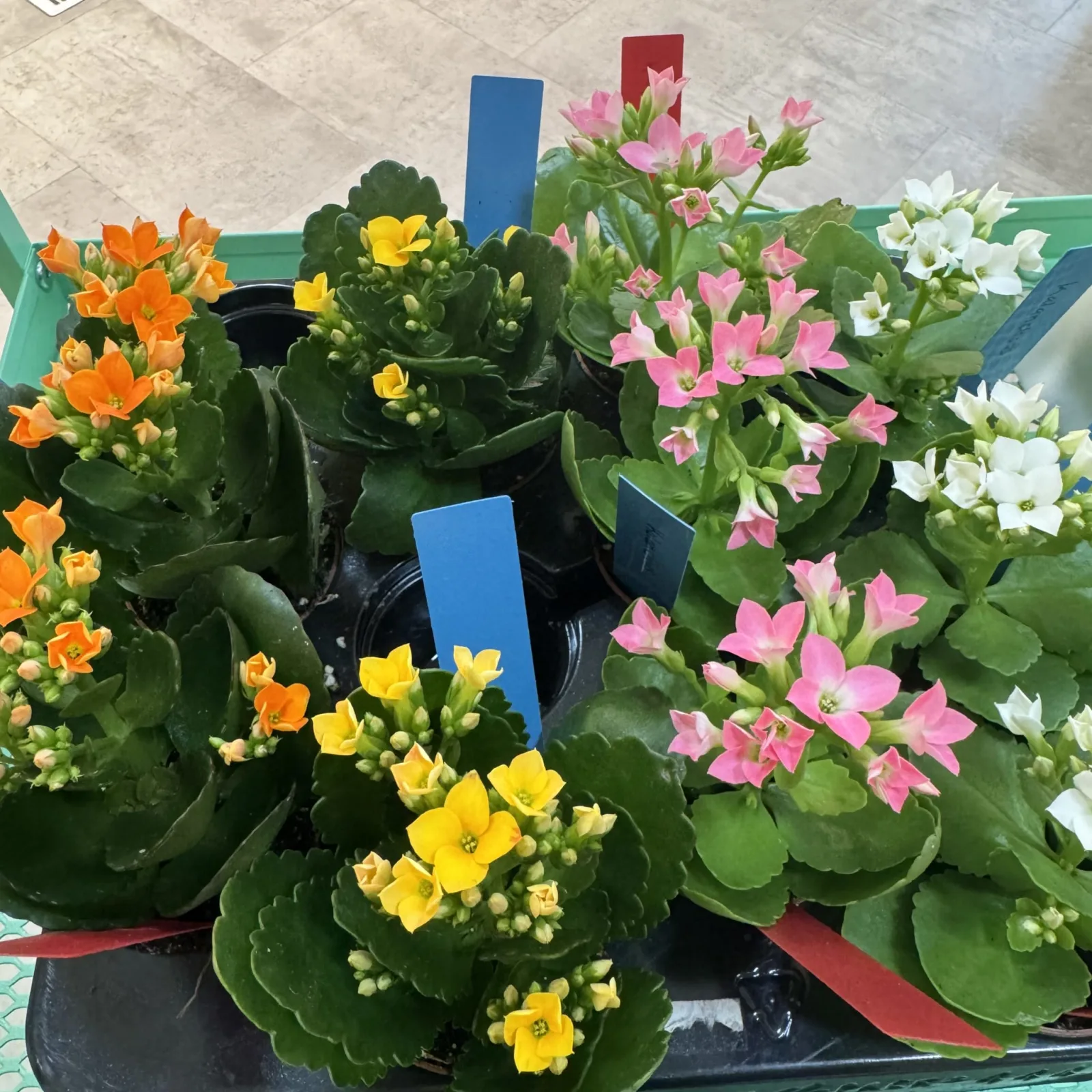 Colorful Kalanchoes in bloom with yellow, pink, orange, and white flowers in black pots.