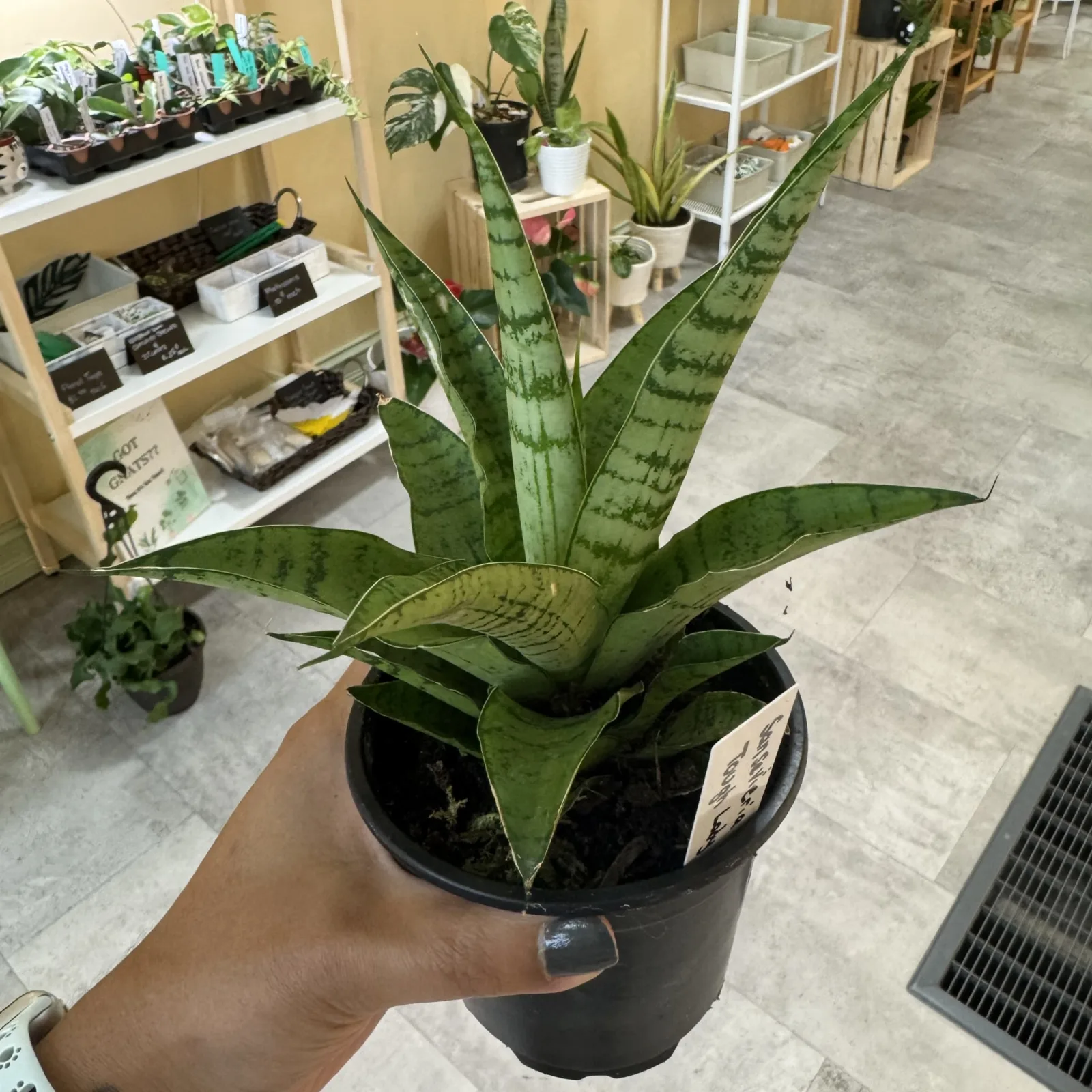 Sansevieria Tough Lady with variegated green leaves in black nursery pot, held in hand.