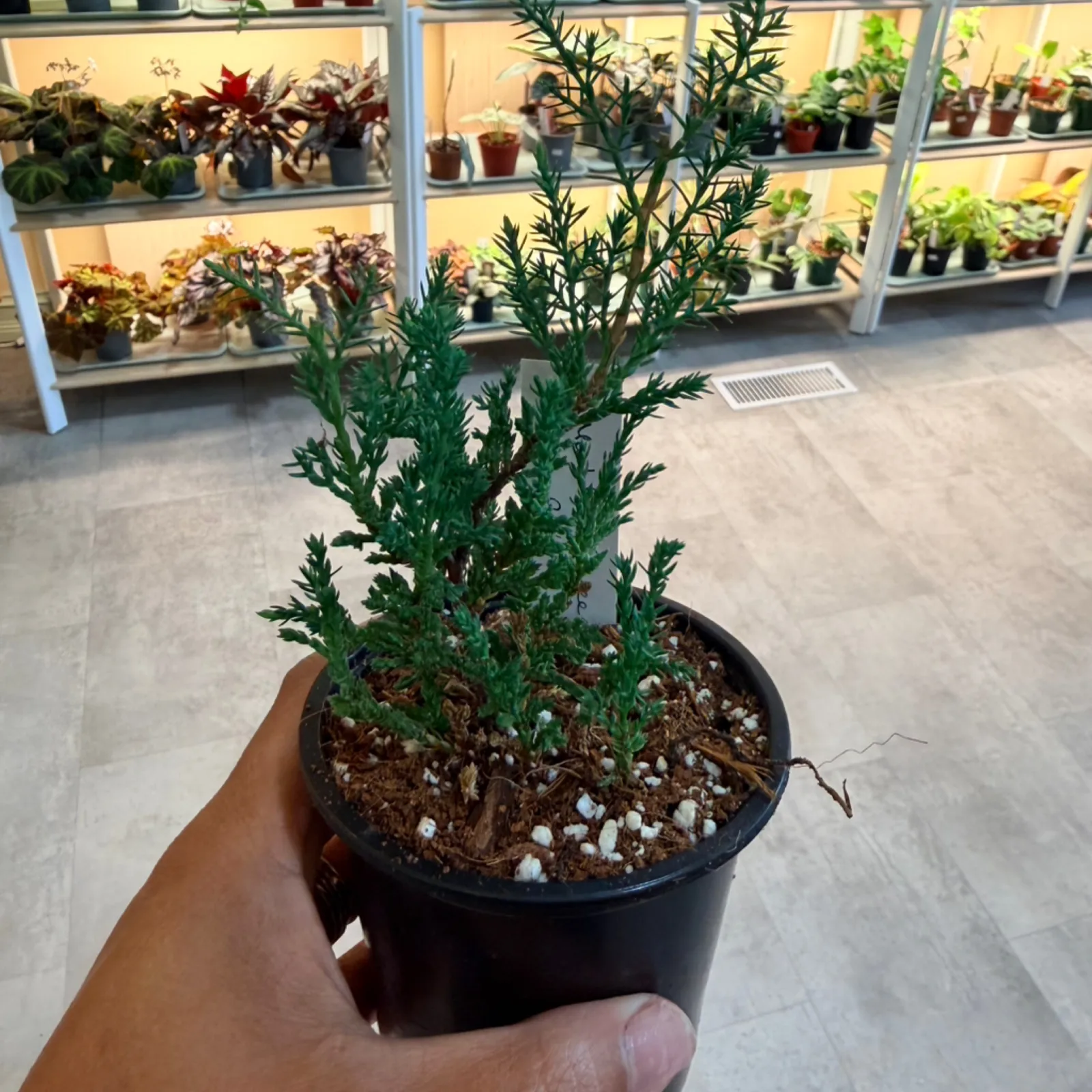 Juniper Bonsai small potted plant with green foliage in black container, held in hand