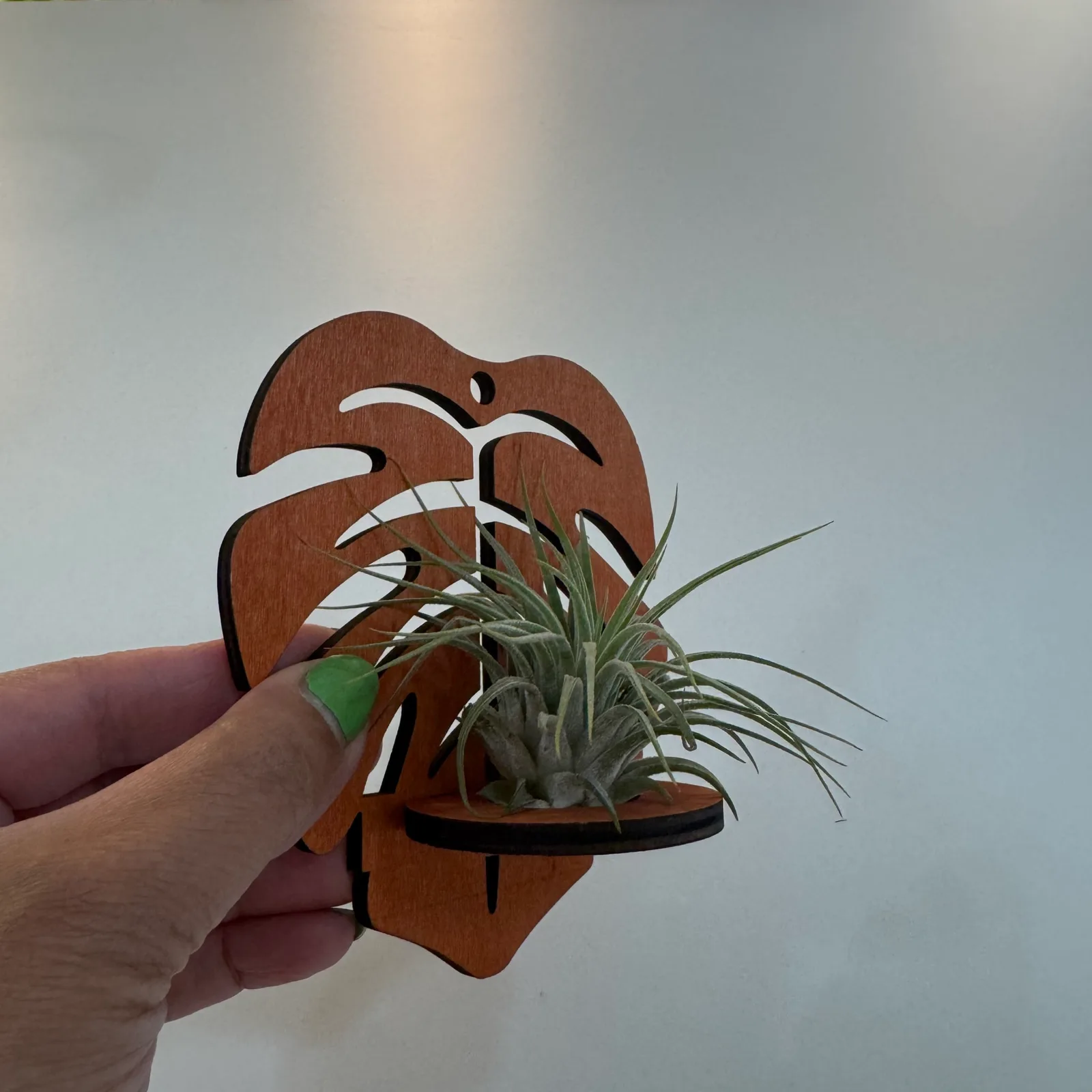 Wooden Air Plant Holder – Wall Mount — image 2